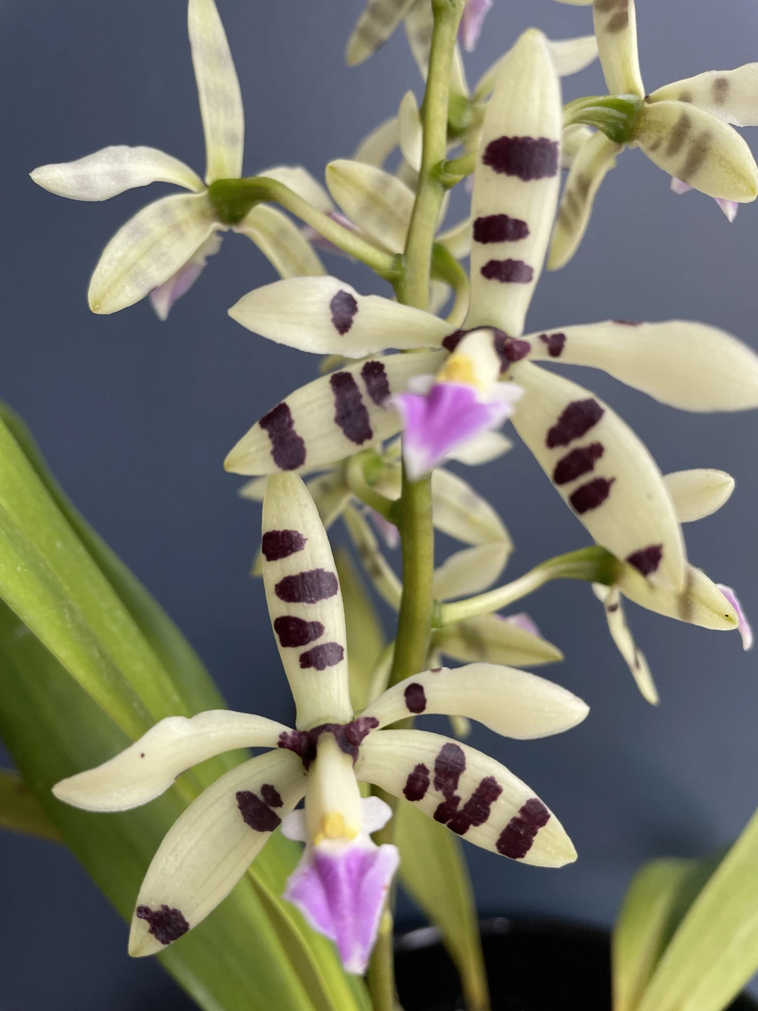 Prosthechea prismatocarpa flower - sulfur-yellow petals and sepals with sepia-brown spots and purple lip