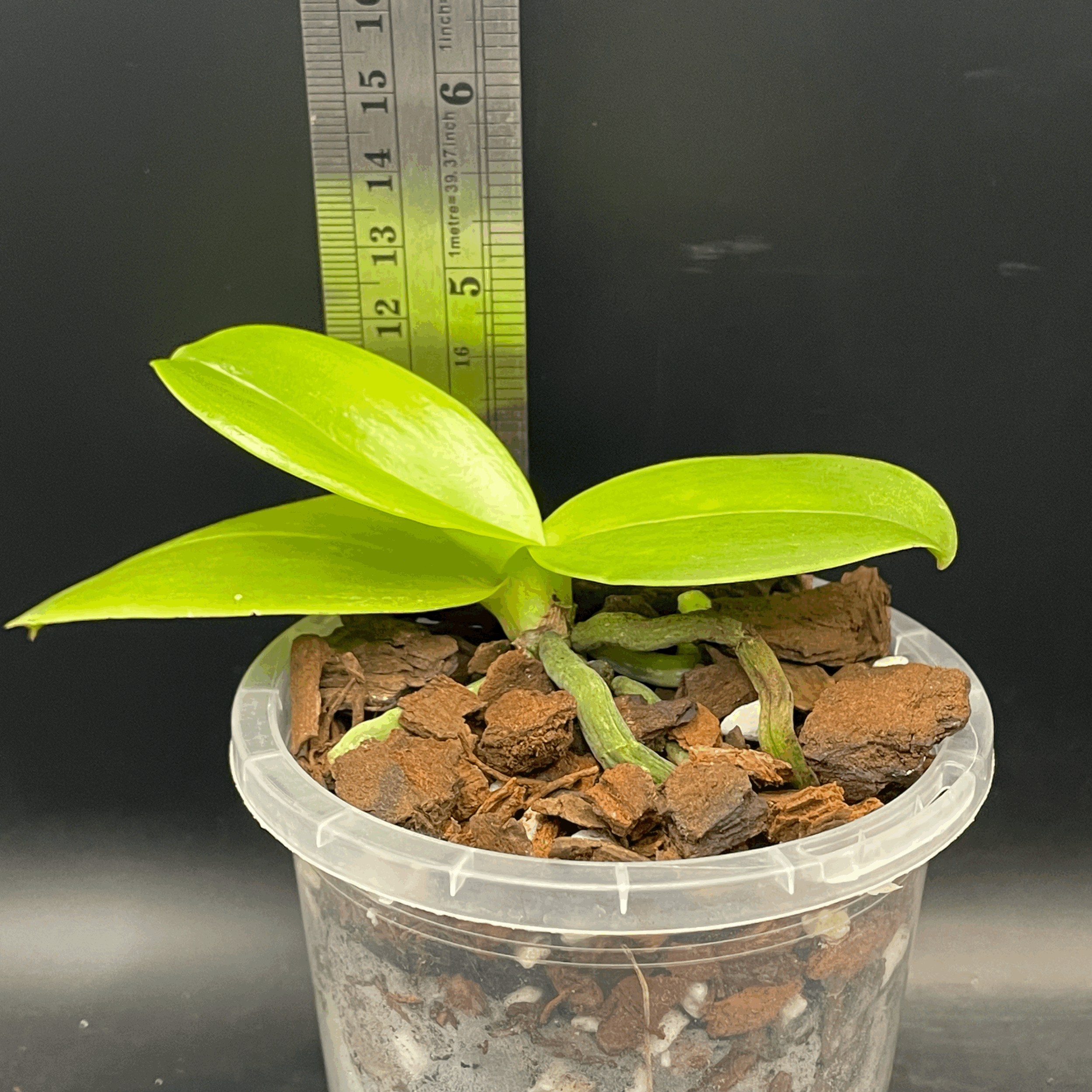 Phalaenopsis GW Greenworld X Miro Super Star seedling for sale in NZ – grown by Orchid Obsession