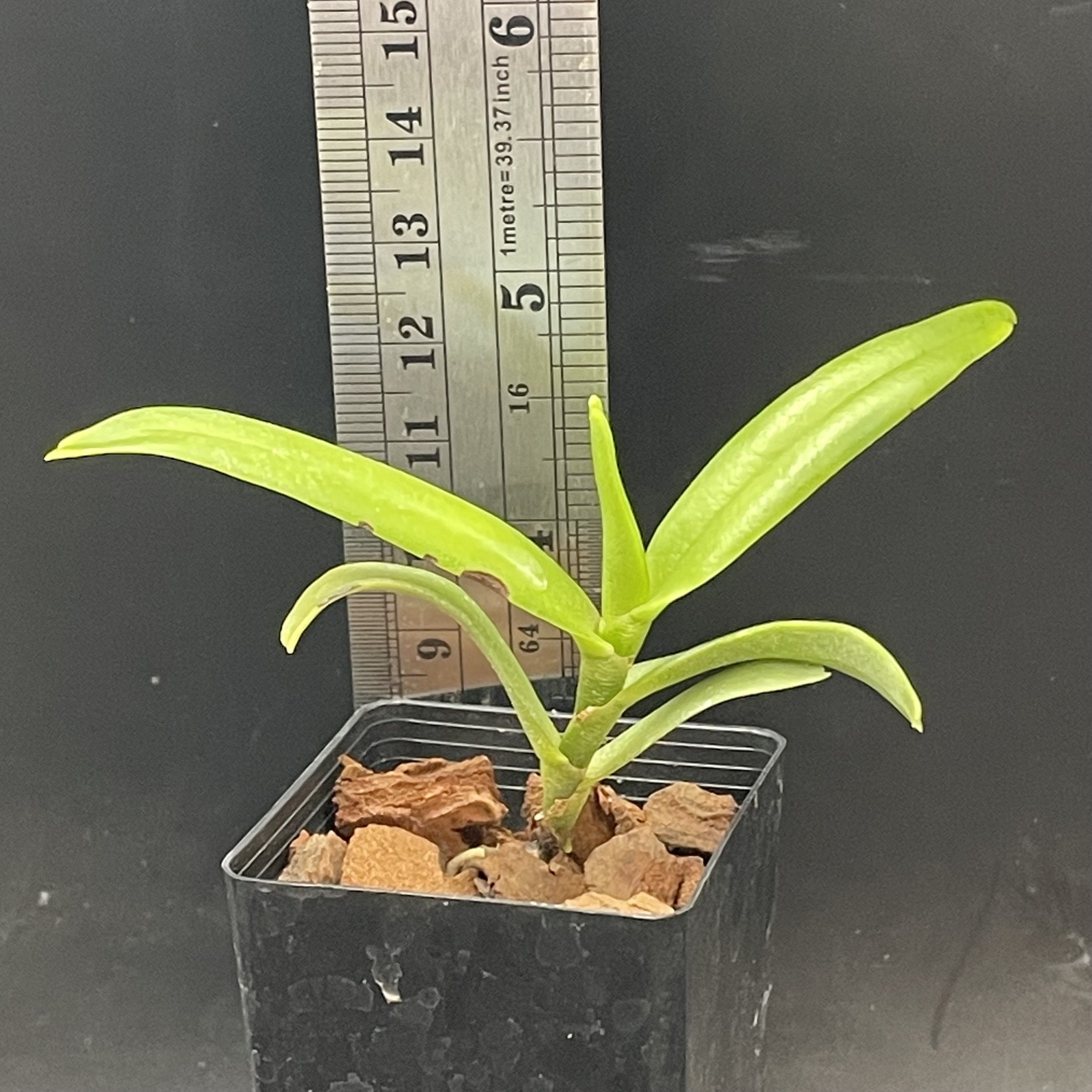 Angraecum florulentum (‘Leon’ × ‘JW’) seedling for sale in NZ – grown by Orchid Obsession