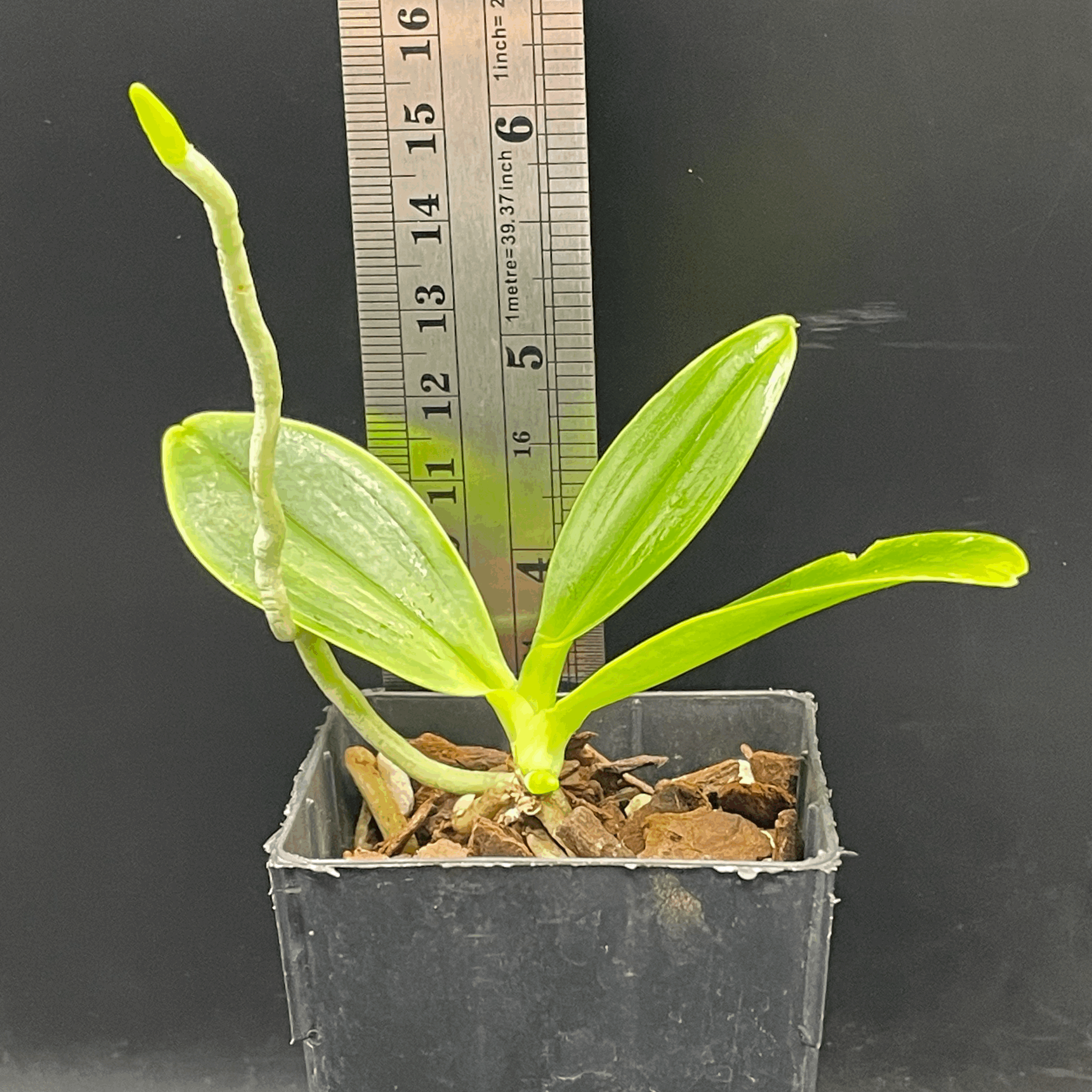 Phalaenopsis hieroglyphica seedling for sale in NZ – grown by Orchid Obsession