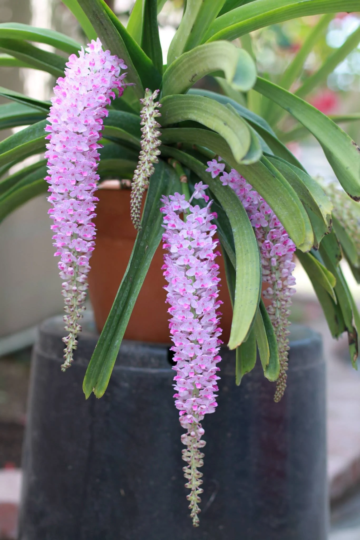 Rhynchostylis retusa