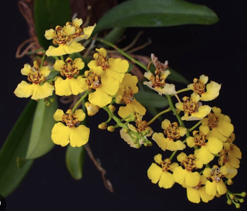 Rossioglossum ampliatum flower – bright yellow orchid blooms on a branched spray