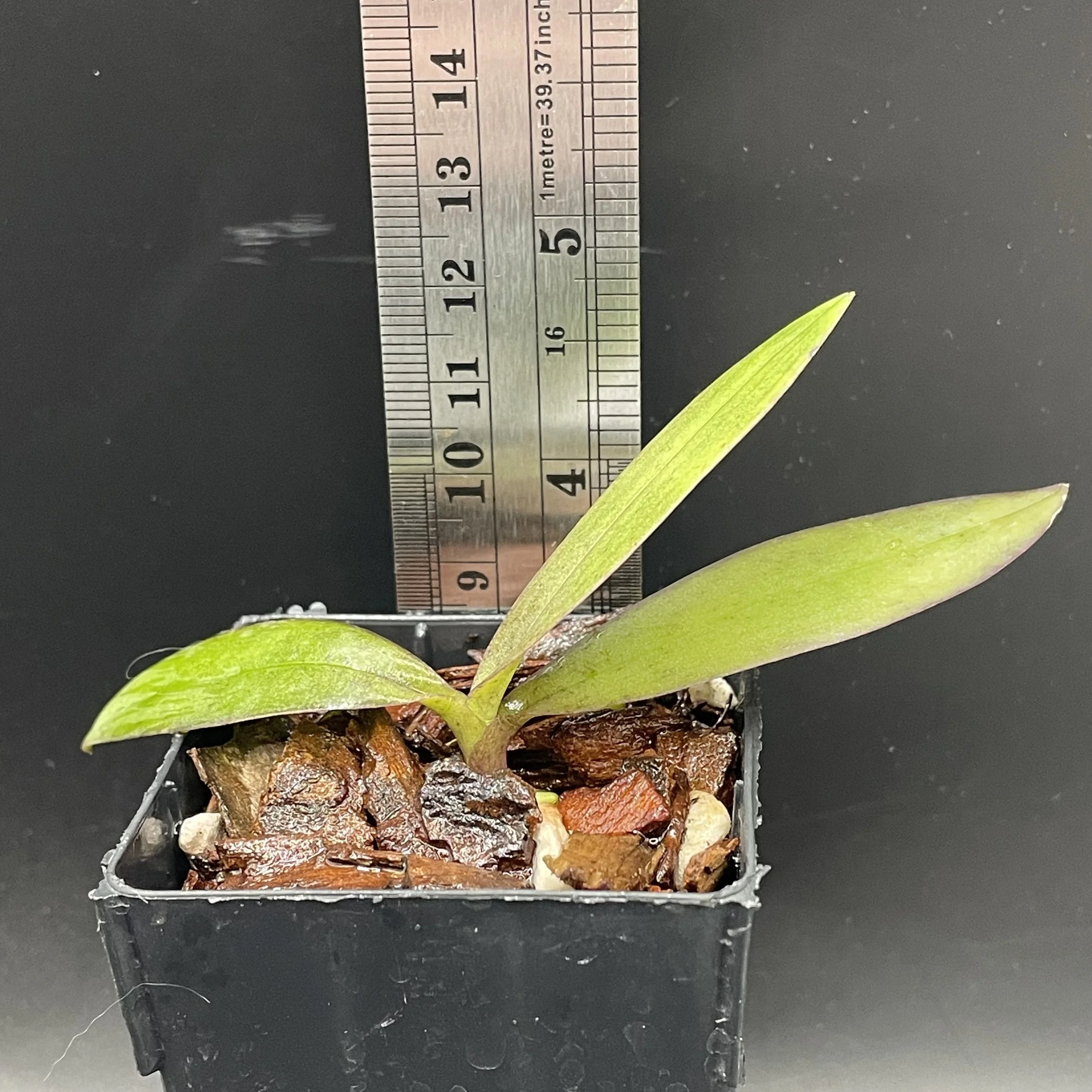 Phalaenopsis San Shia Swan seedling for sale in NZ – grown by Orchid Obsession