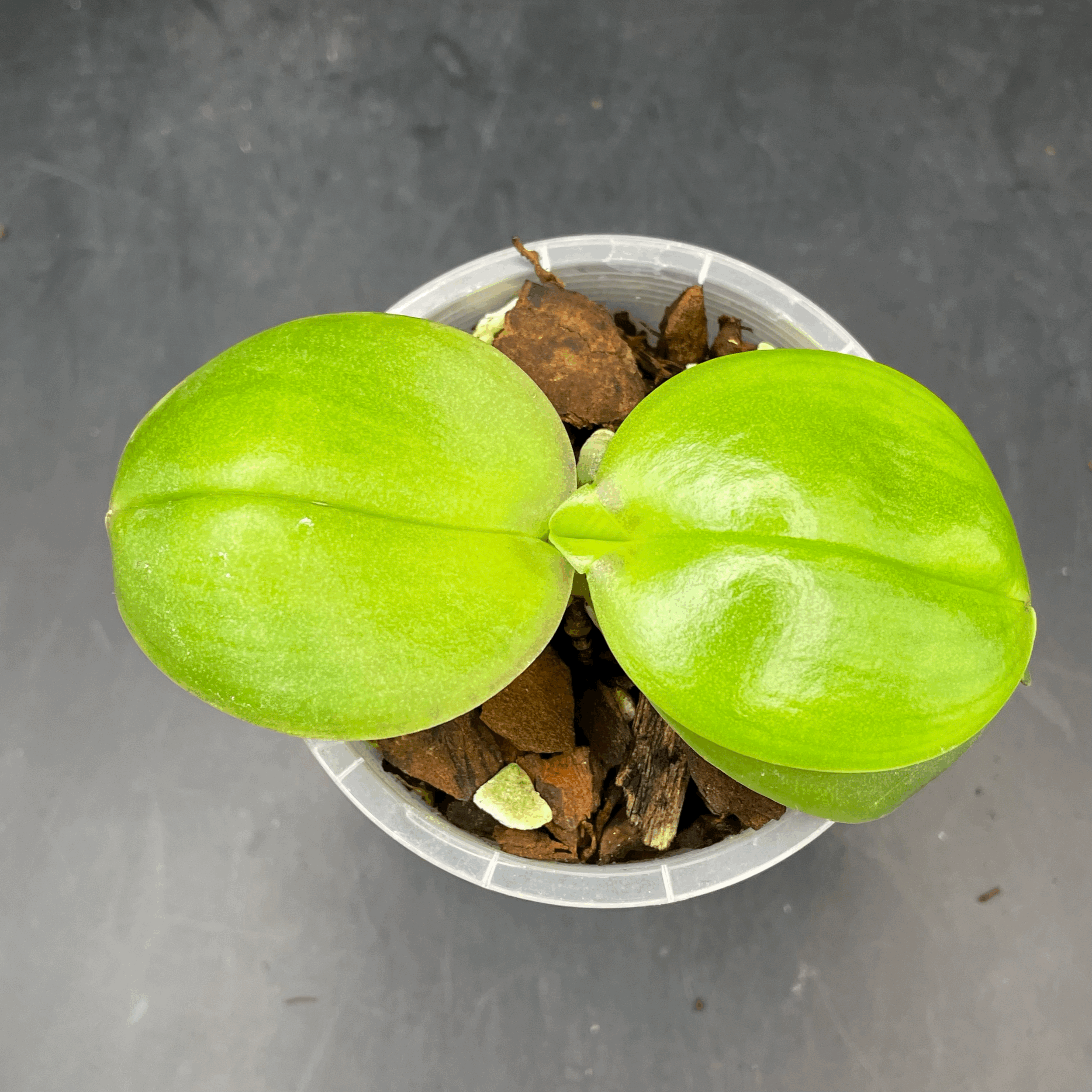 Phalaenopsis Mituo Sunrise × GW Green World seedling for sale in NZ – grown by Orchid Obsession