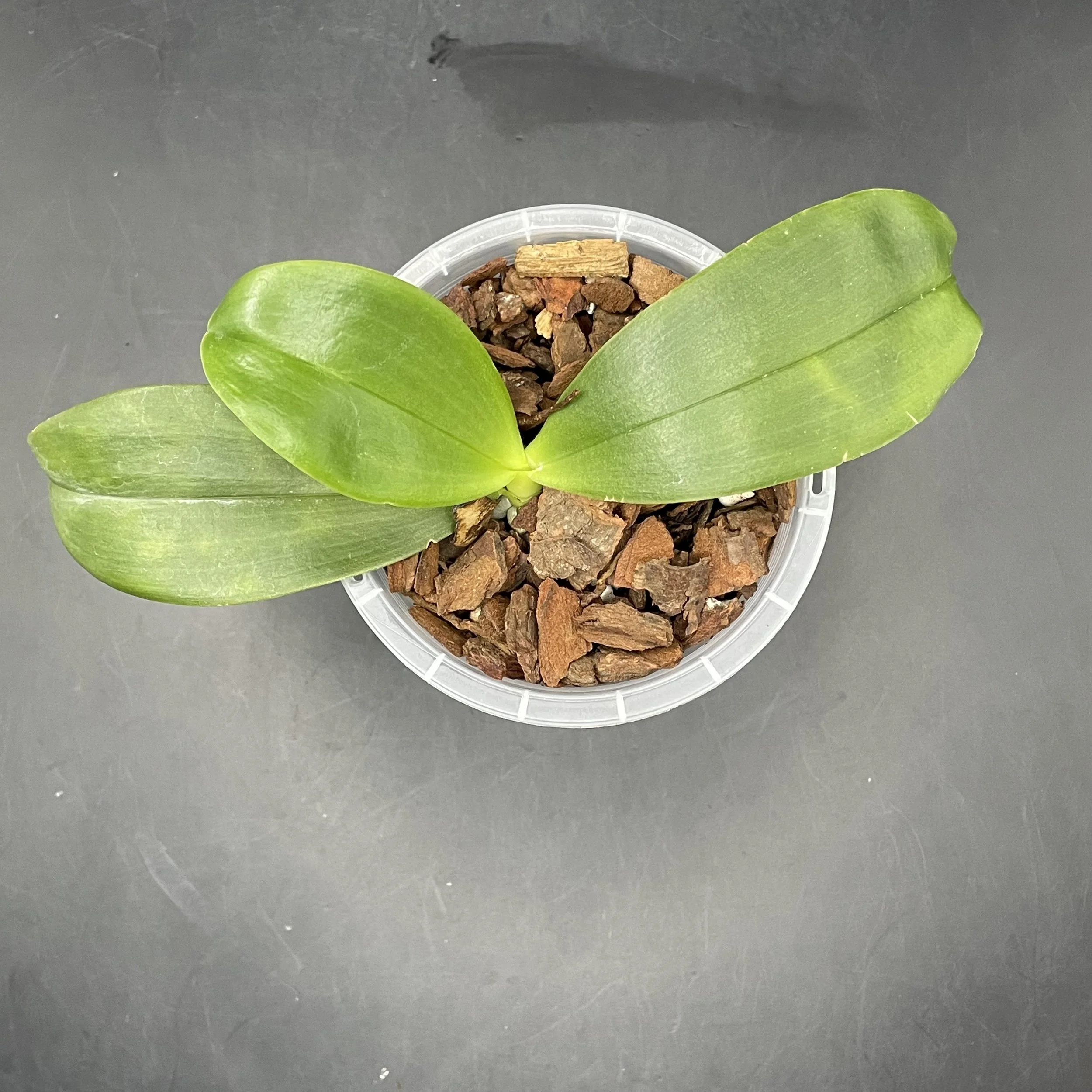 Phalaenopsis Mituo Gelb Eagle "Y1" x Phalaenopsis amboinensis var. flava seedling for sale in NZ – grown by Orchid Obsession.