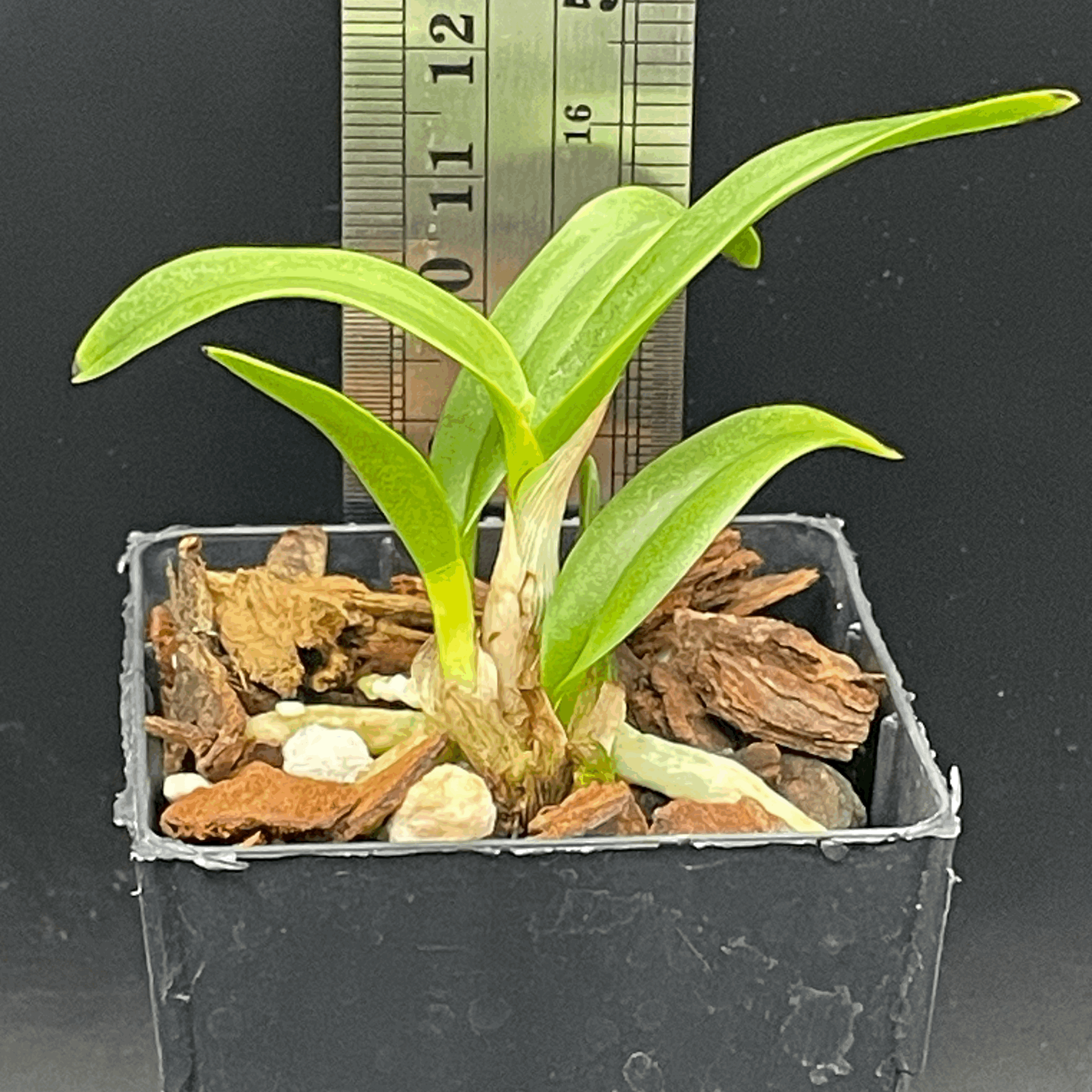 Guaritonia Why Not ‘Makana ke Akua’ seedling for sale in NZ – grown by Orchid Obsession.