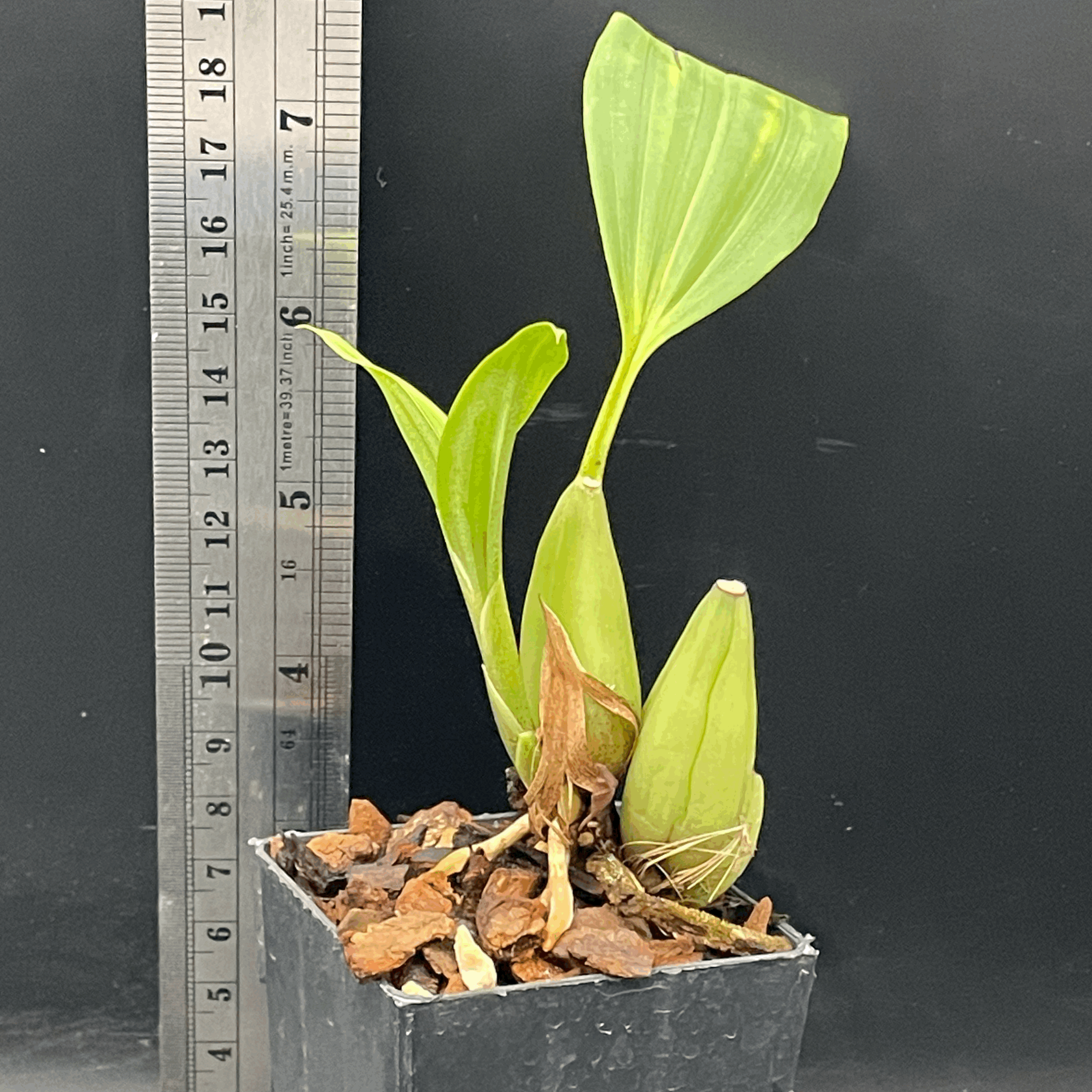 Coelogyne velutina ‘Pink’ seedling for sale in NZ – grown by Orchid Obsession.