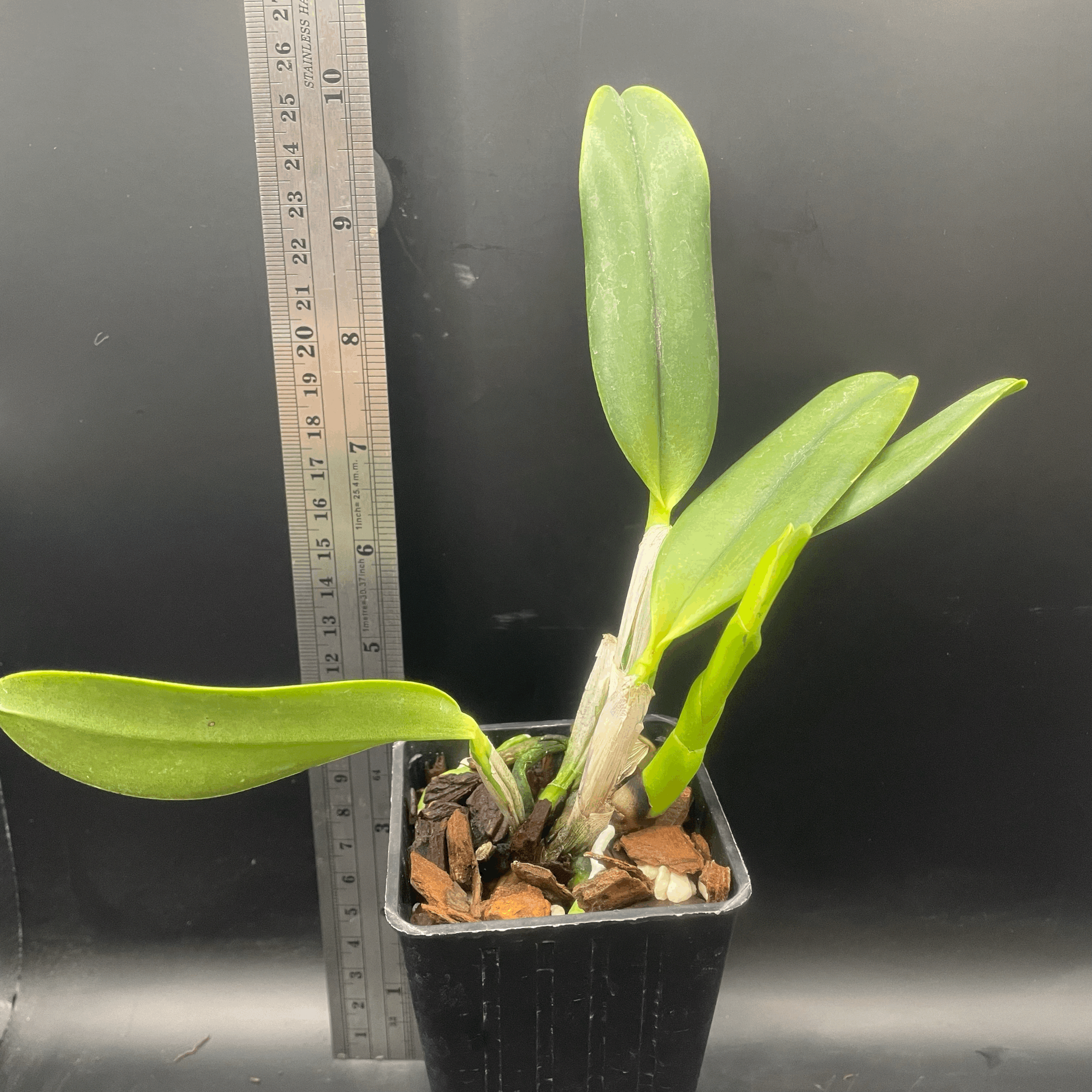 Cattlianthe Blue Angel seedling for sale in NZ – grown by Orchid Obsession.