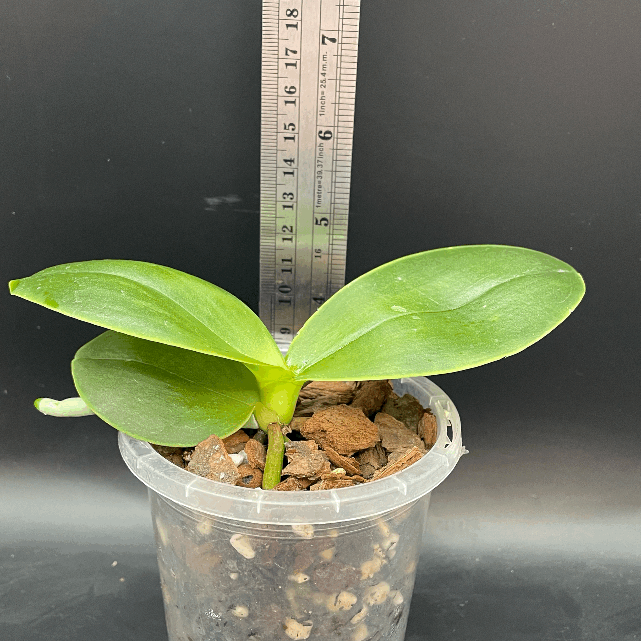 Phalaenopsis Mituo Sunrise × GW Green World seedling for sale in NZ – grown by Orchid Obsession