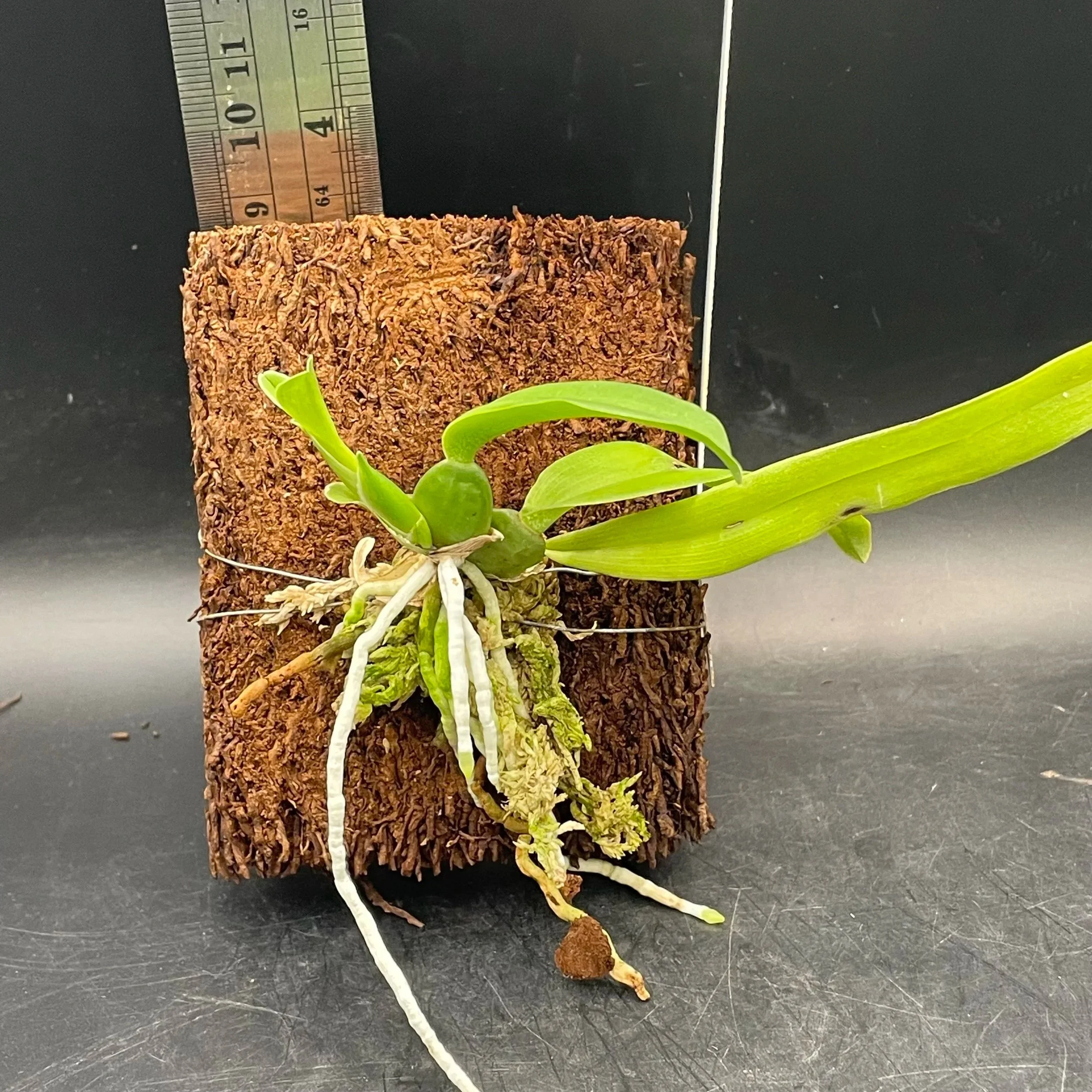 Rossioglossum ampliatum seedling for sale in NZ – grown by Orchid Obsession