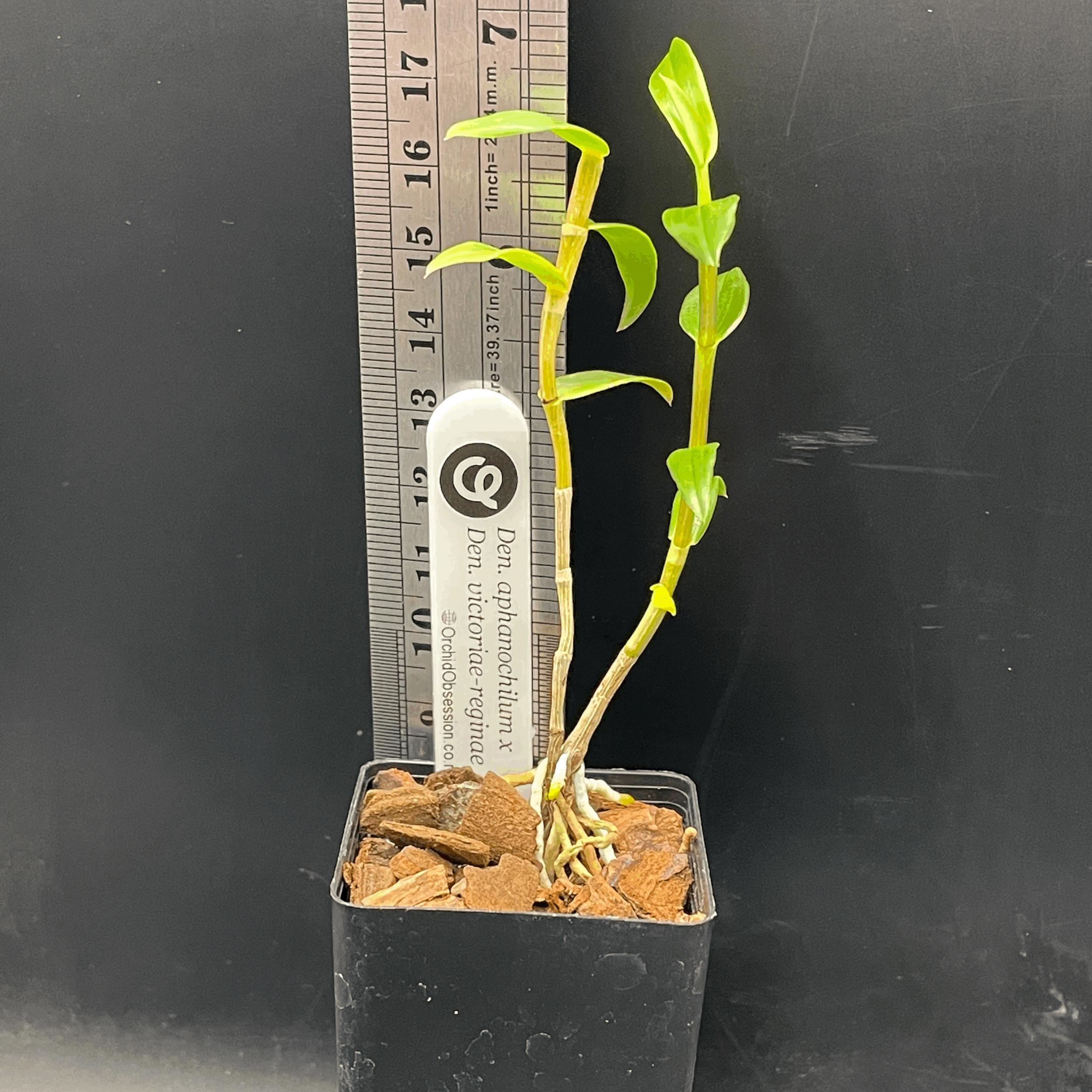 Dendrobium aphanochilum × victoriae-reginae hybrid seedling grown in Wellington by Orchid Obsession