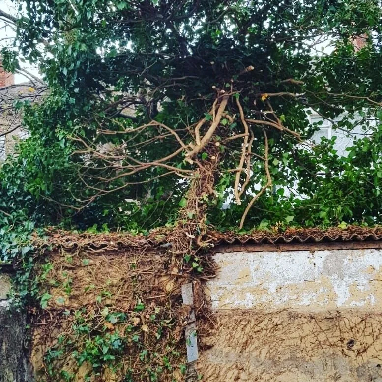 Ivy removal