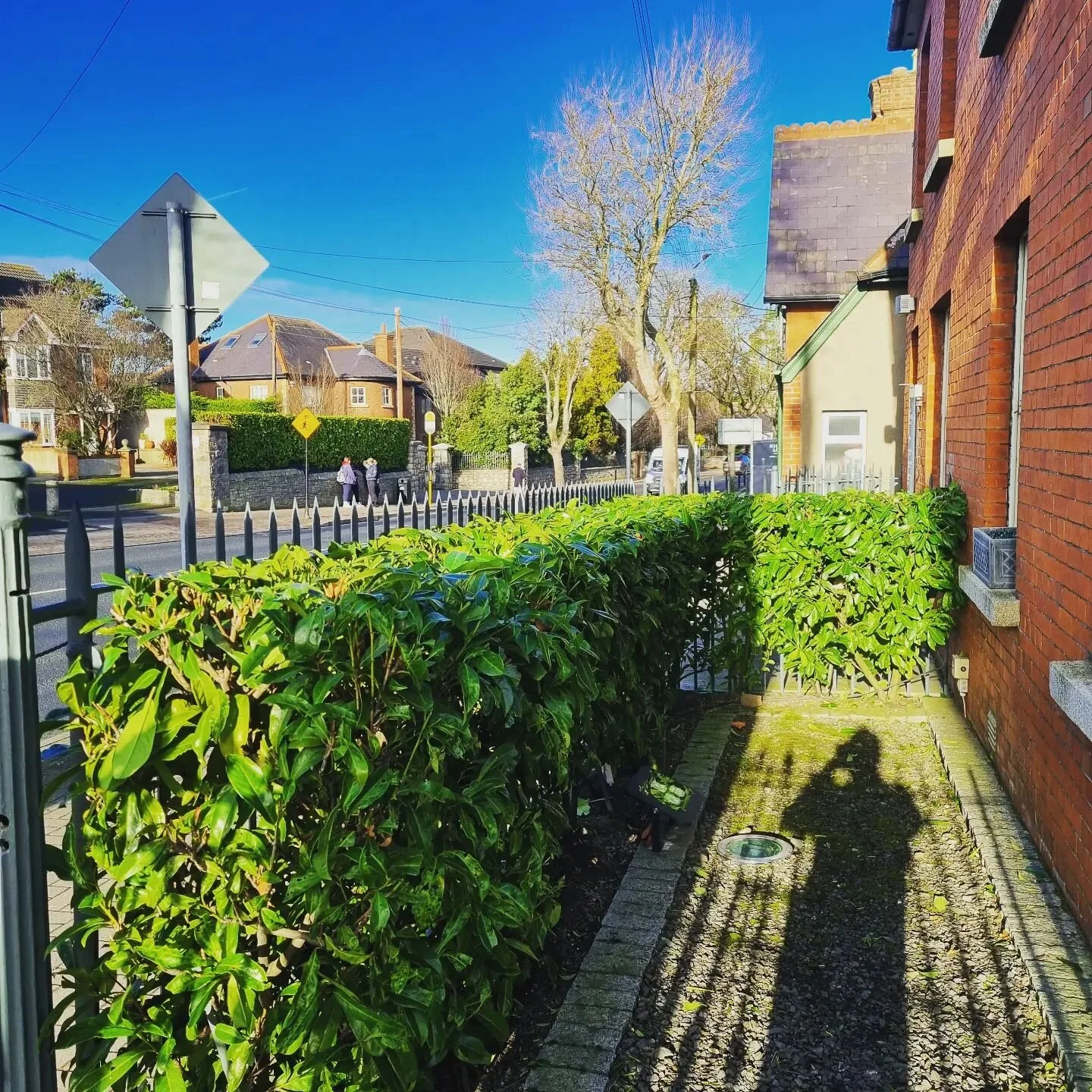 Laurel hedge cleaned up for castleknock Dental Practice