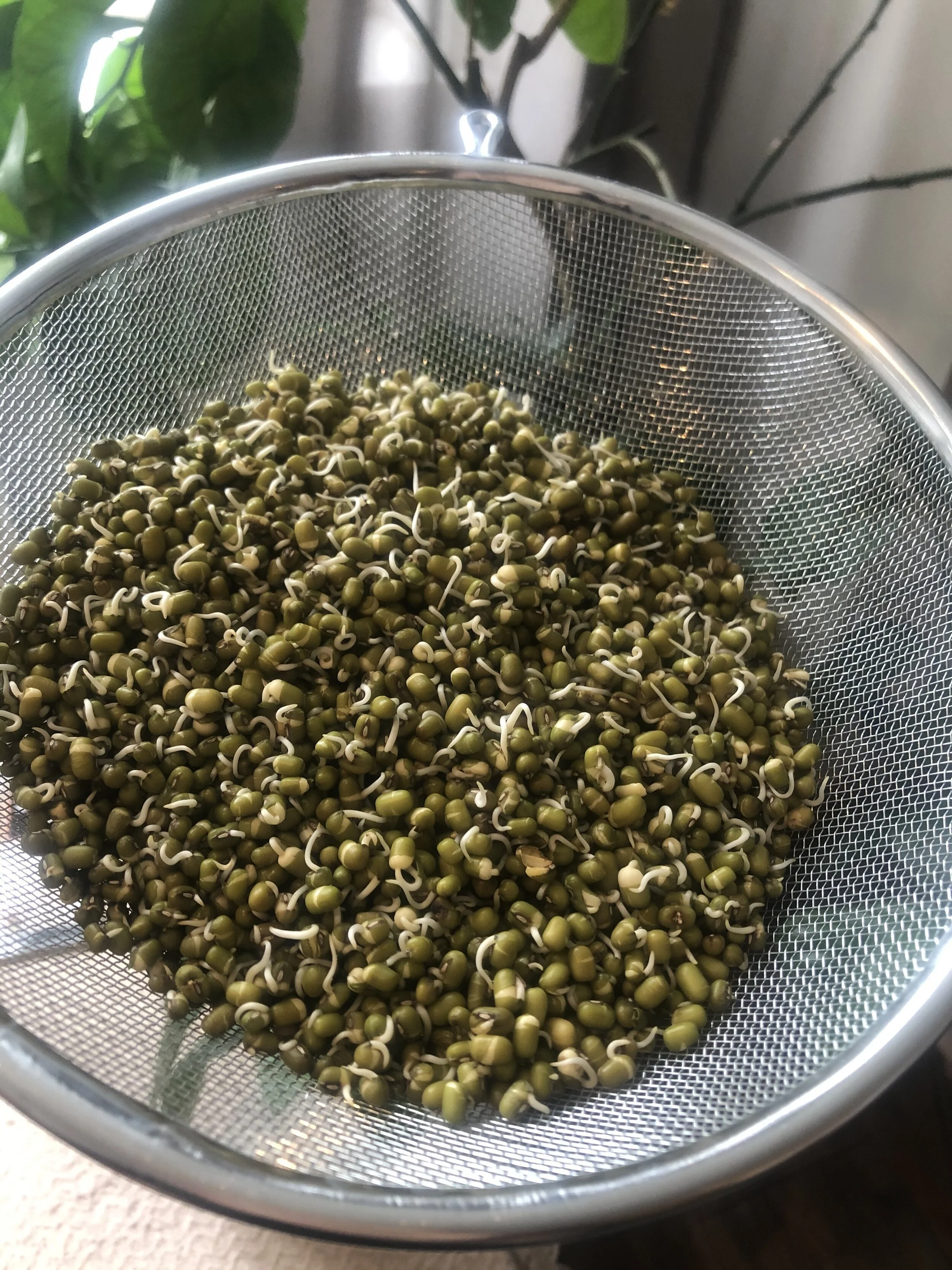 Pop London mung sprouts 2.jpg