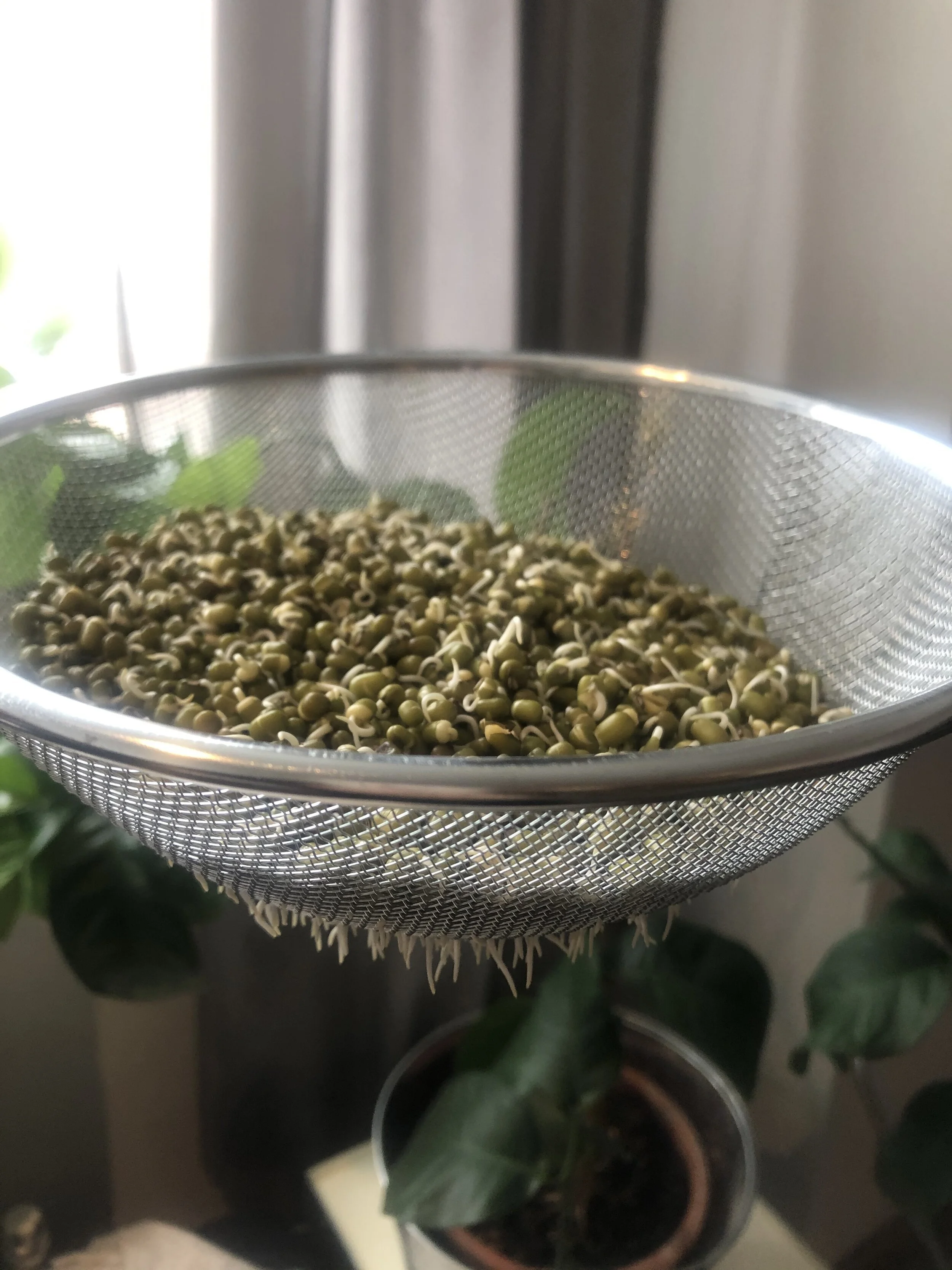 Pop London mung sprouts.jpg