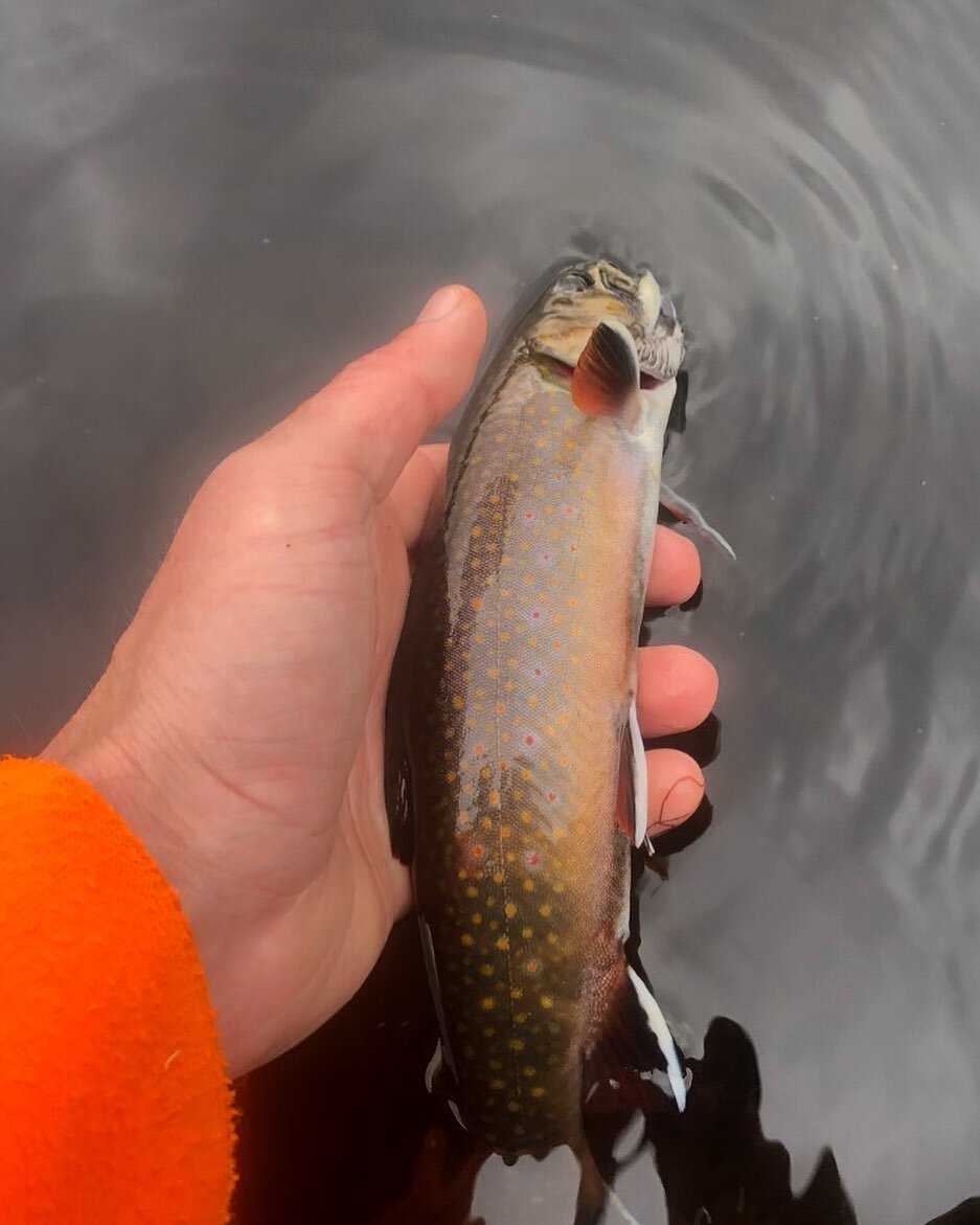 #brooktrout #nofilter #acadiaflyfishing #oto&ntilde;o