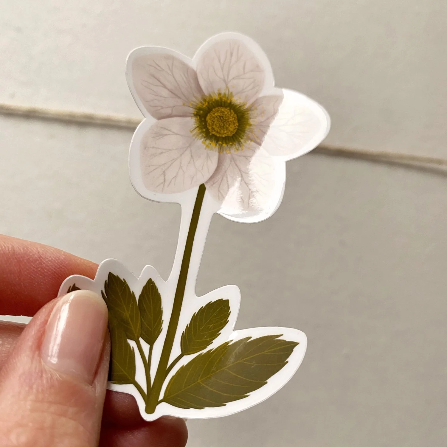 Fiche_Produit_Sticker_Hellebore_RoseDeNoel02.jpg