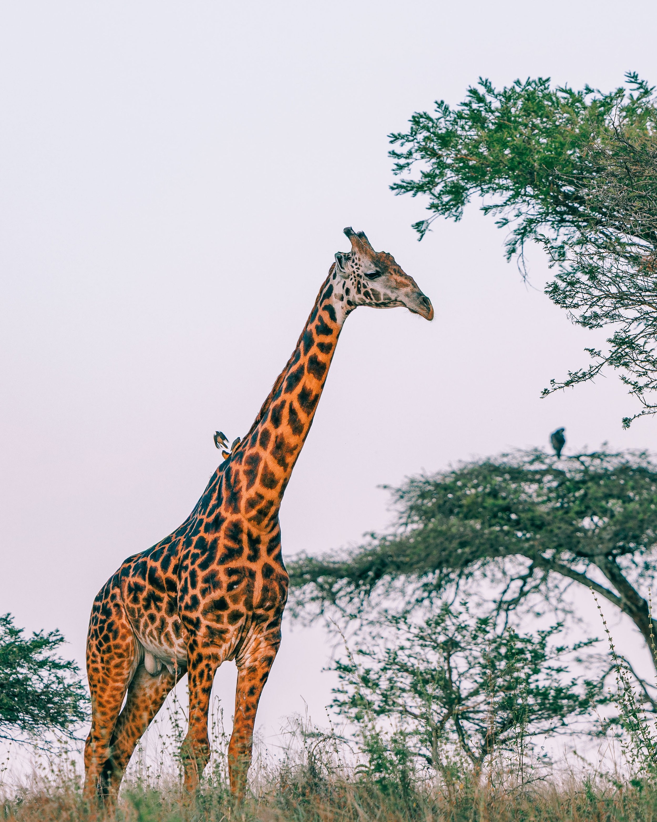 Framing giants in the wild. 🦒
When most people think of Rwanda, they picture misty, dense highlands&mdash;but heading east into Akagera National Park completely shifts the visual narrative. The landscape opens up into sweeping savannas, rolling hill