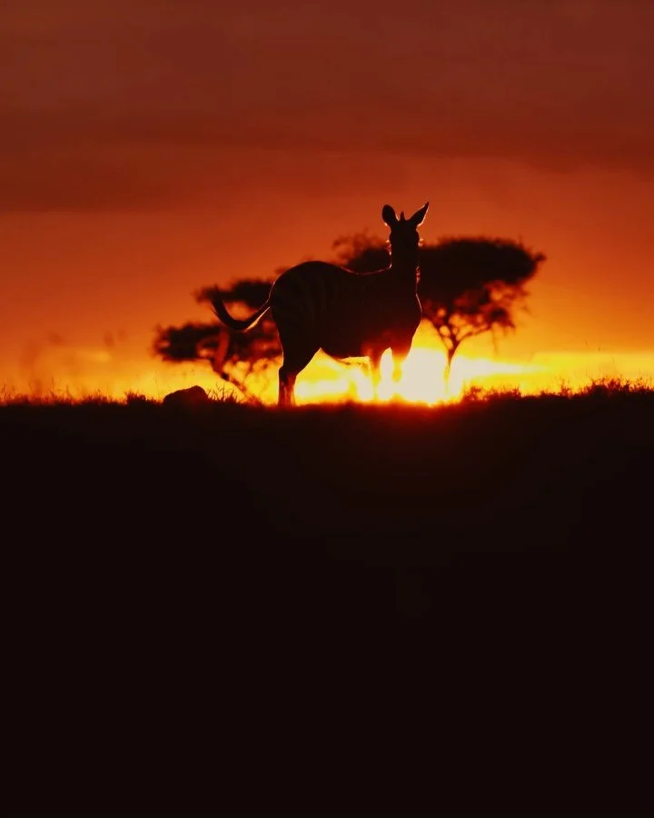 Patience is everything in wildlife photography. You spend hours reading the landscape, waiting for the perfect frame.

Here in the Naboisho Conservancy, the end of the day turns into pure poetry. While a still image captures the magic of this zebra s