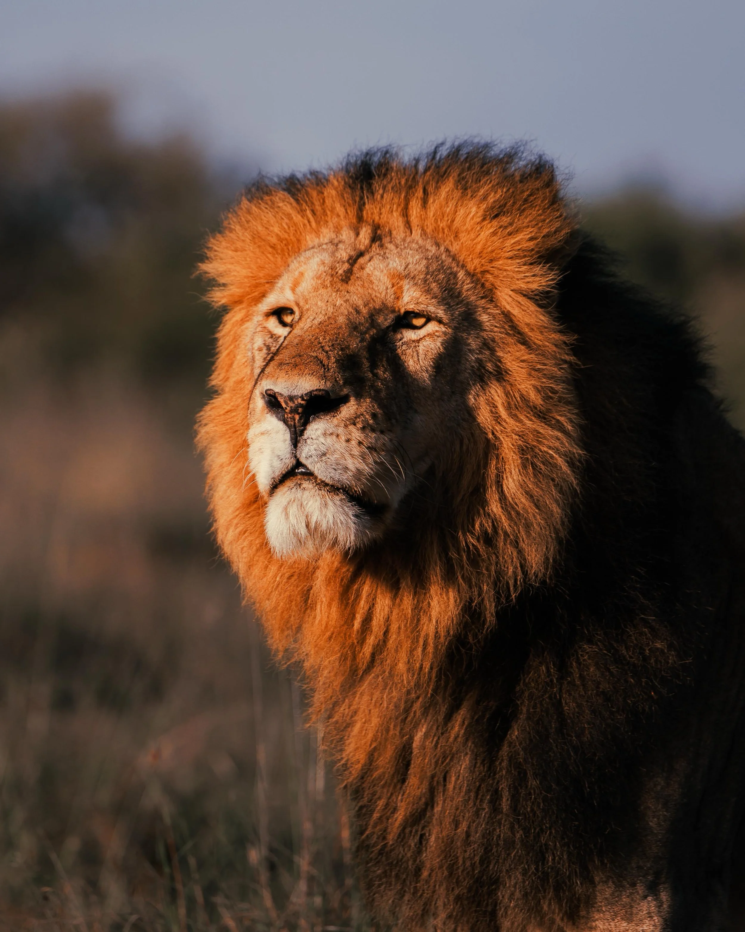 First light in Naboisho catches the whole mane and turns it copper, every strand lit from the side while the shadow side of his face stays dark. He walked straight at the vehicle, stopped, and looked past us at something we never saw. Shot on the @ca