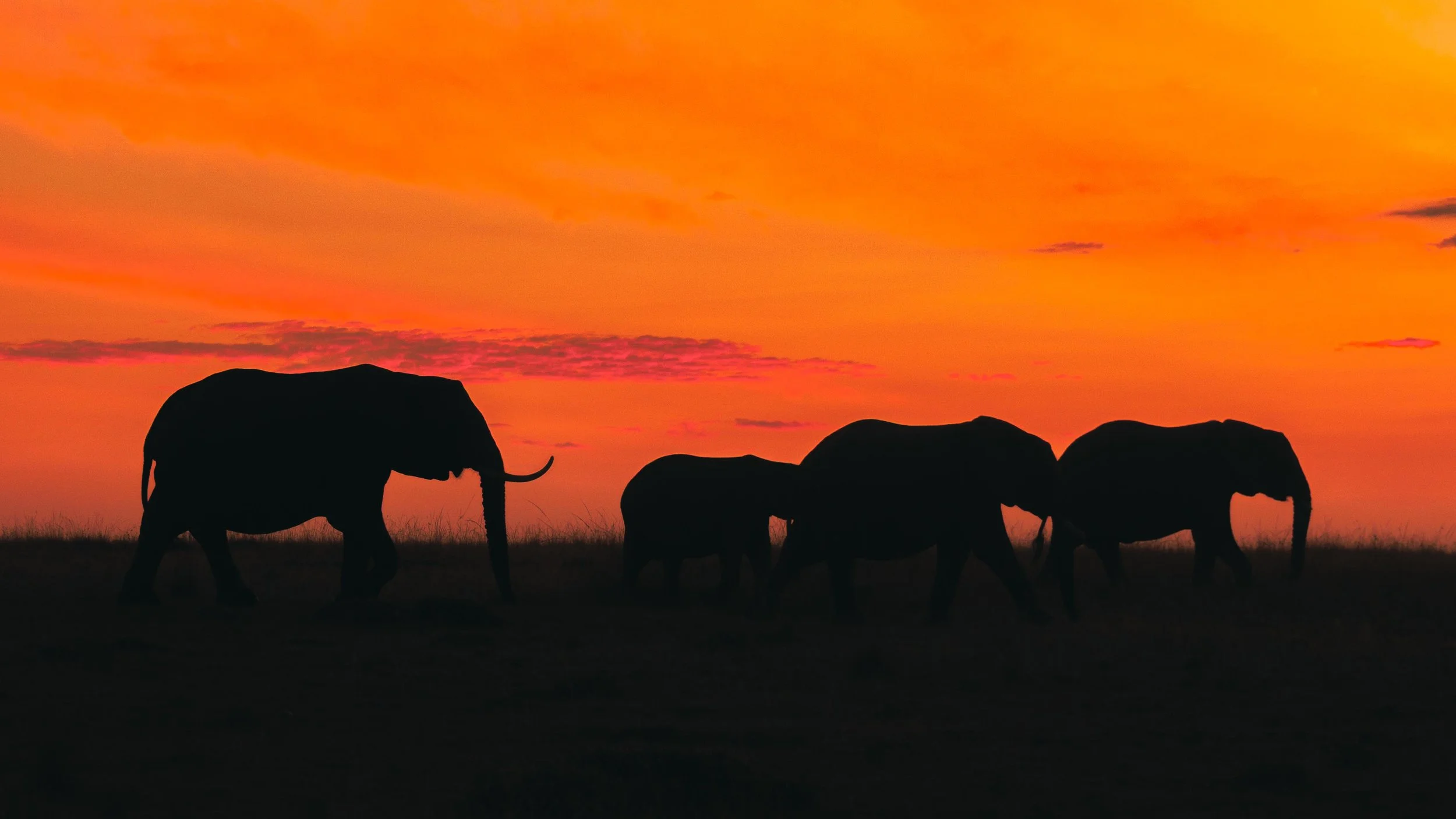 Silhouettes of elephants walking in a line against a vibrant orange and pink sunset sky.