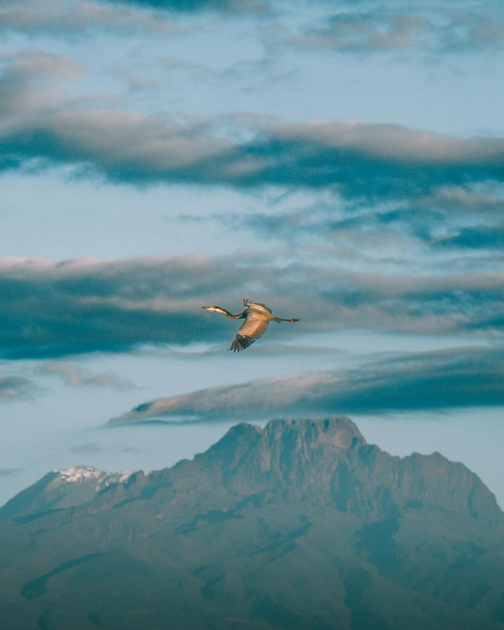 Seagull flying over water with mountain and cloudy sky in the background.