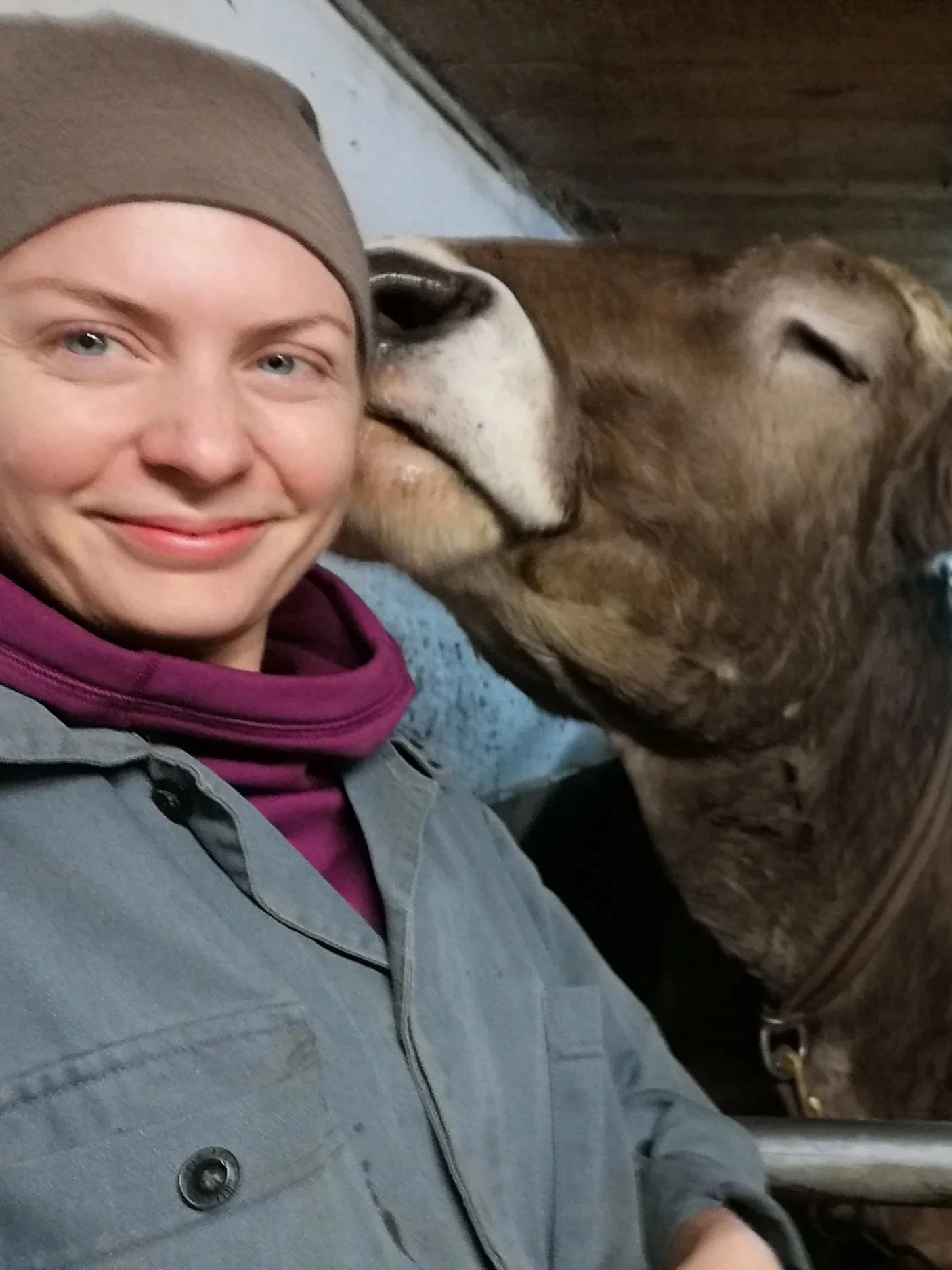 swiss cow licking a farmer in Switzerland