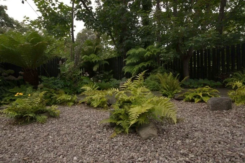 A garden with various green plants and ferns on a gravel-covered ground, enclosed by a black wooden fence, with trees overhead.