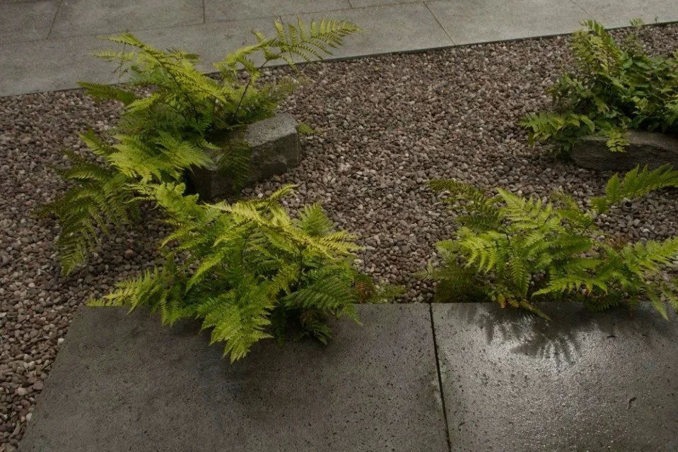Green ferns growing in a garden bed with small pebbles and concrete tiles.