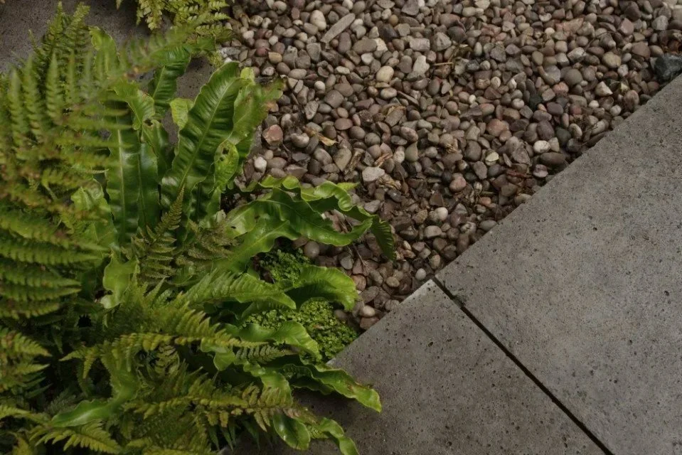 Plants with green leaves next to a walkway with concrete slabs and a bed of small, round gravel stones.