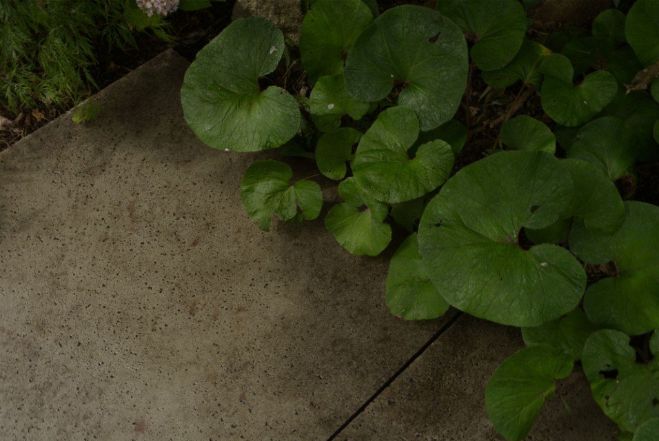 Green leafy plants growing alongside a concrete walkway.