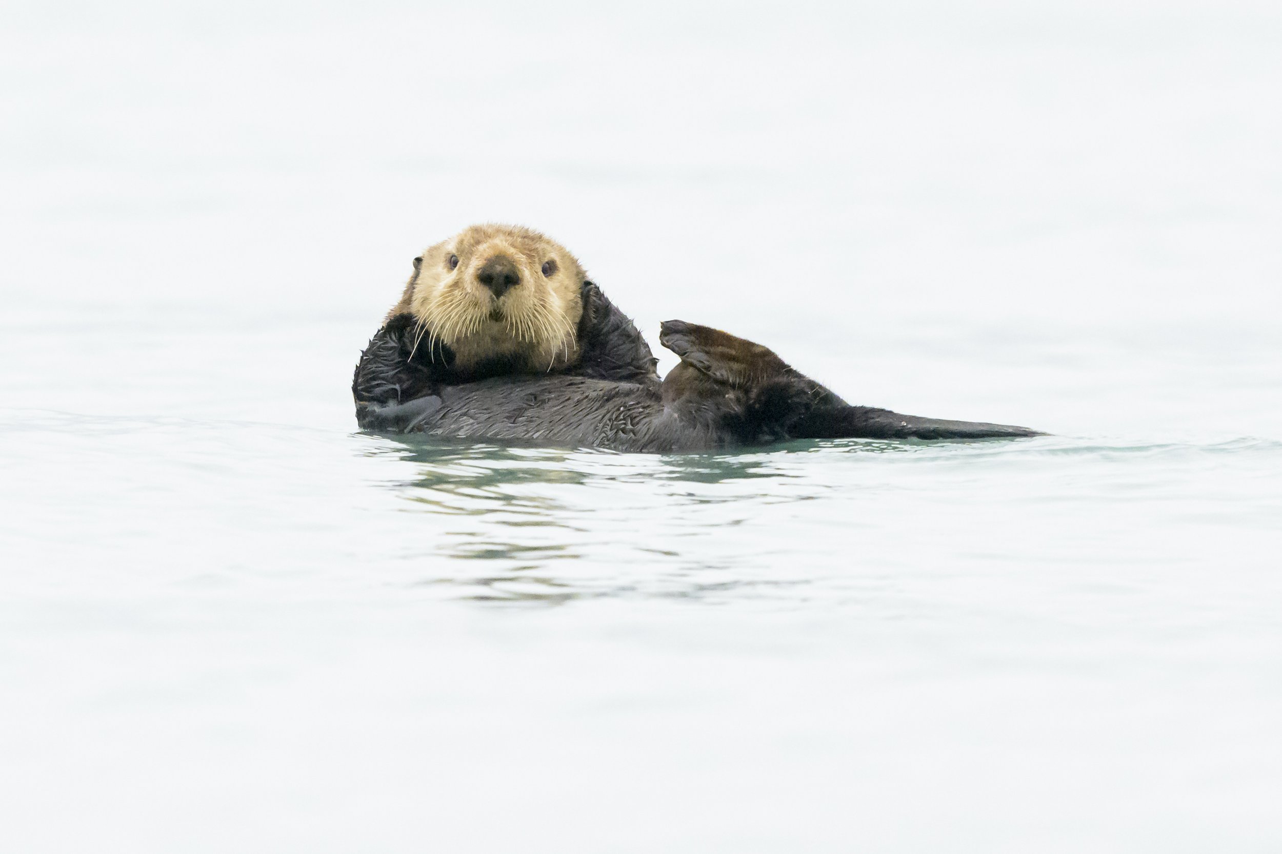 sea otters-2-2.jpg