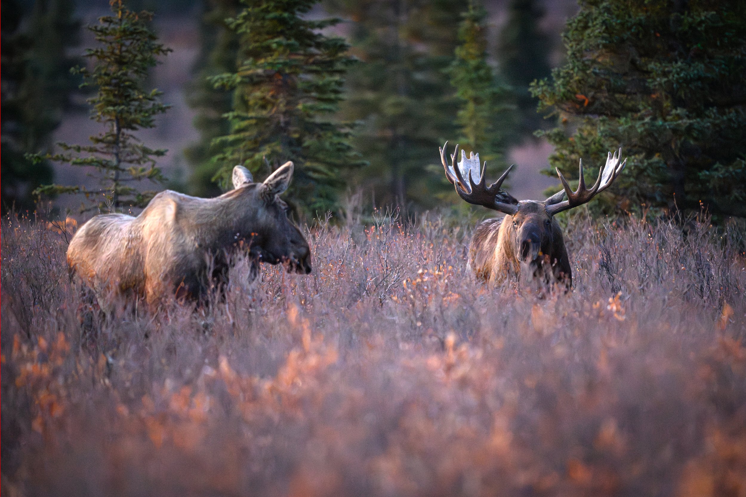 Episode 17: Photographing the Moose Rut in Denali and Conquering Noise in the Field