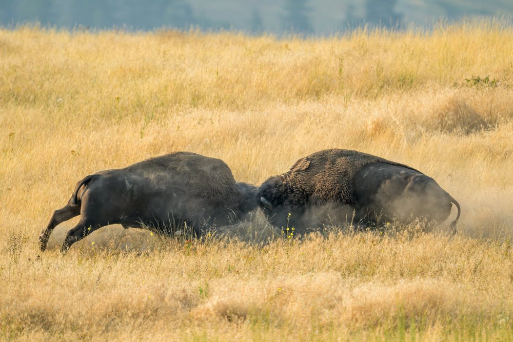 The Wildlife Photographer's Guide to the Bison Rut — PhotoWILD Magazine