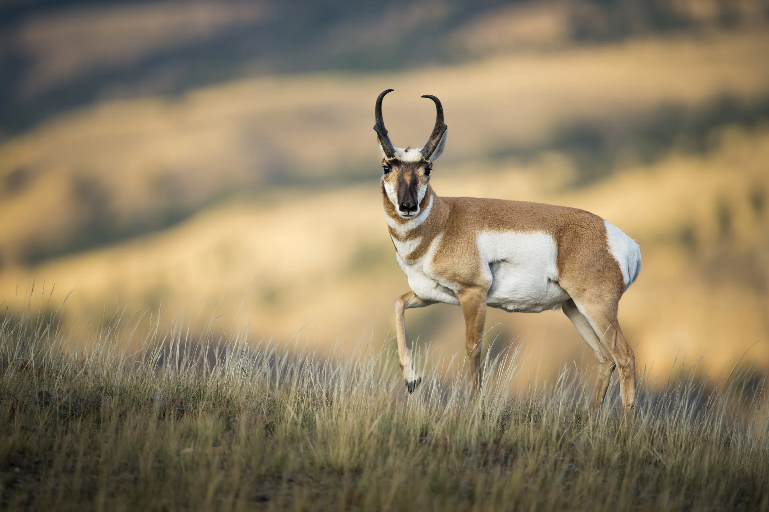 Pronghorn Antelope Photography Pronghorn Antelope Joel Sartore