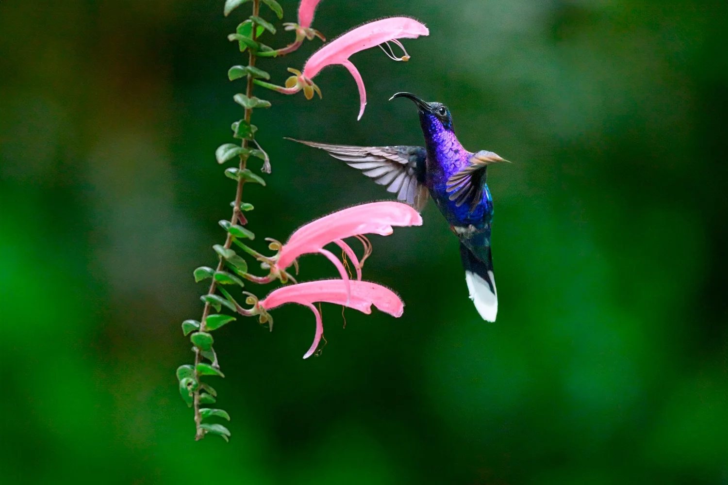 Episode 19 The Lost Episode! Photographing hummingbirds in the