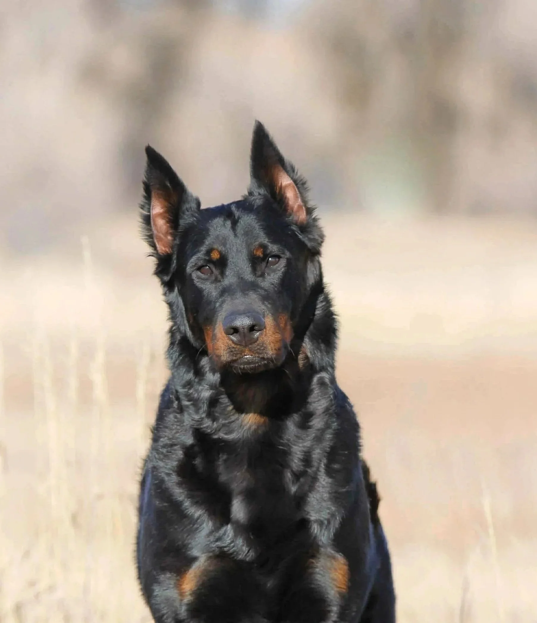 A black and tan Doberman dog running in an open field.