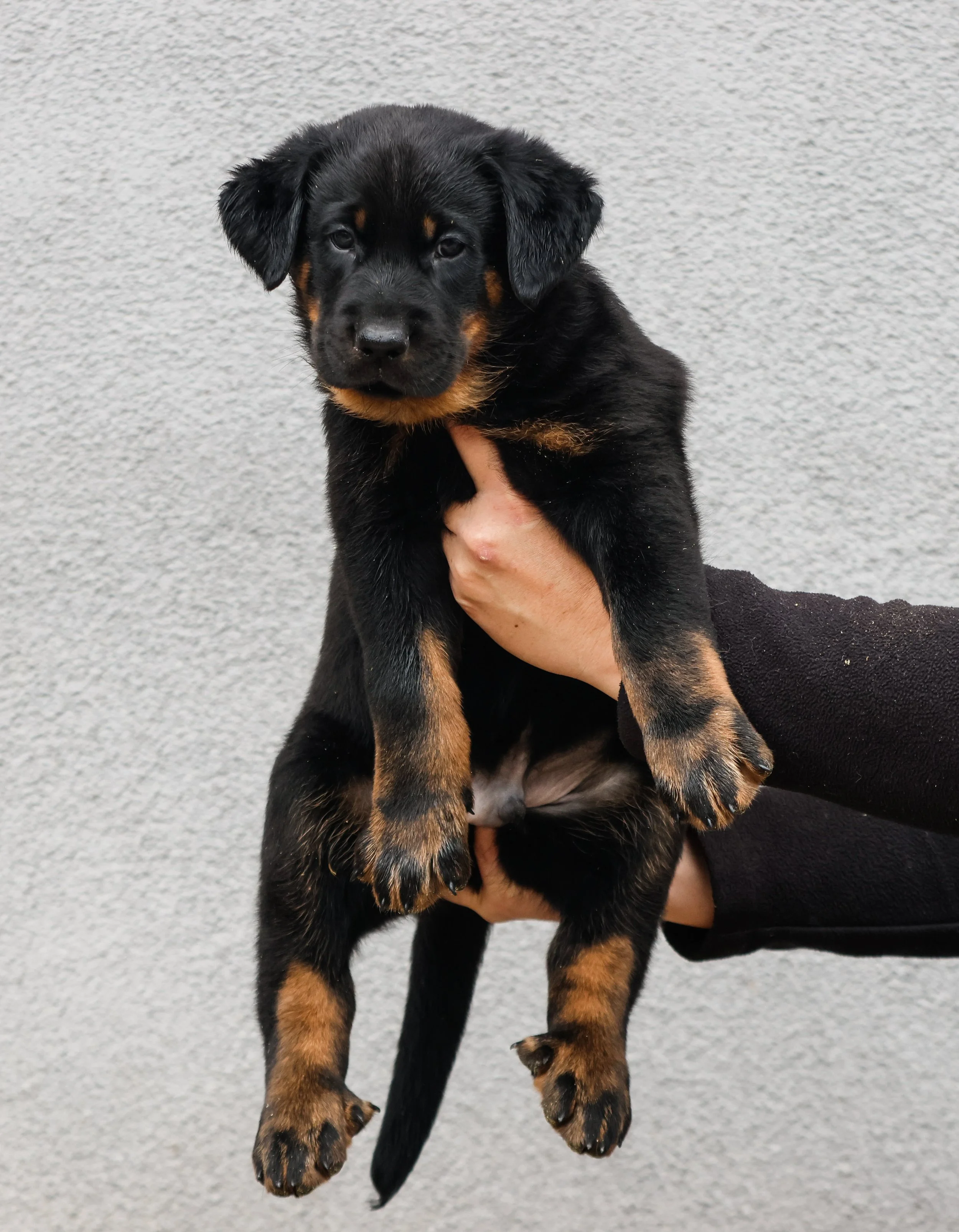 Beauceron Breeder located in San Diego, California. — Royale Beaucerons