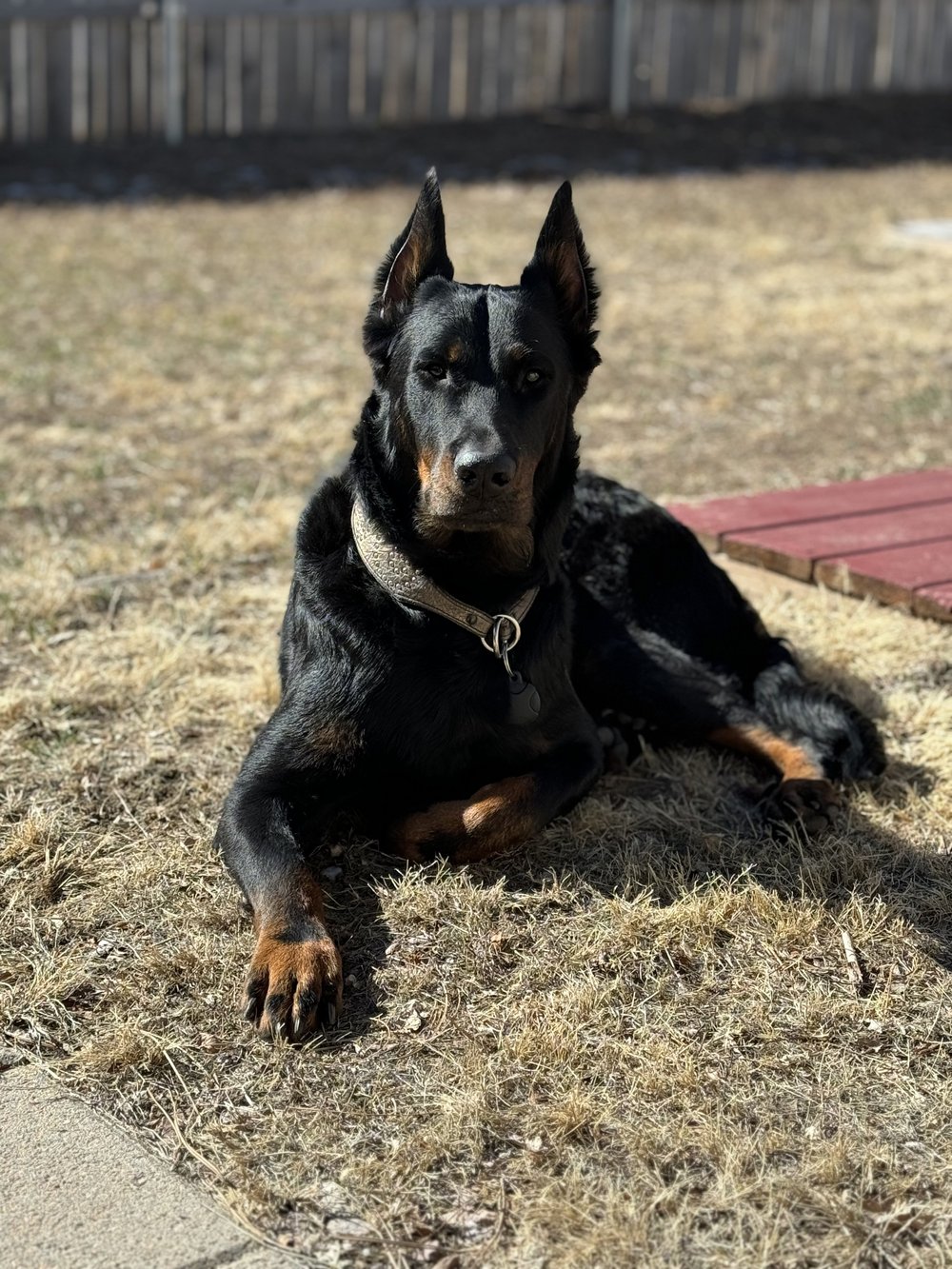 Beauceron Breeder located in San Diego, California. We breed