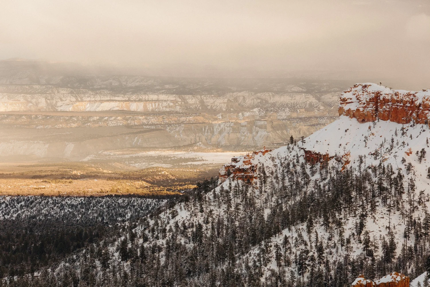 Beauceron Breeder located in San Diego, California