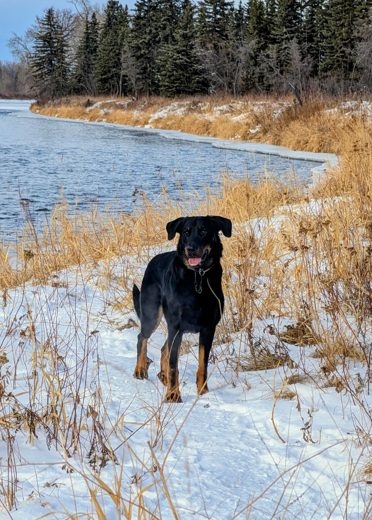 A black and tan beauceron large male in Canada standing on a snowy trail beside a river, with dry brown grass and a forest of evergreen trees in the background.