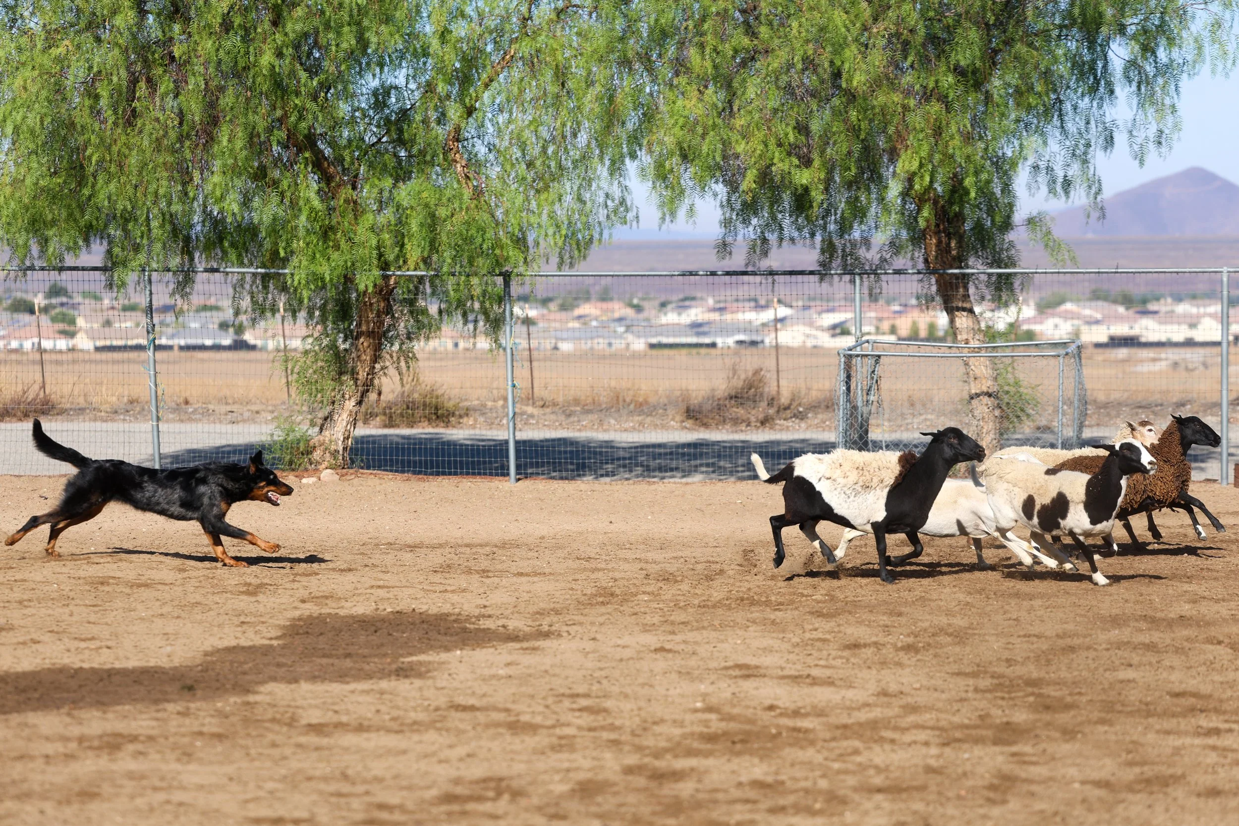Herding 