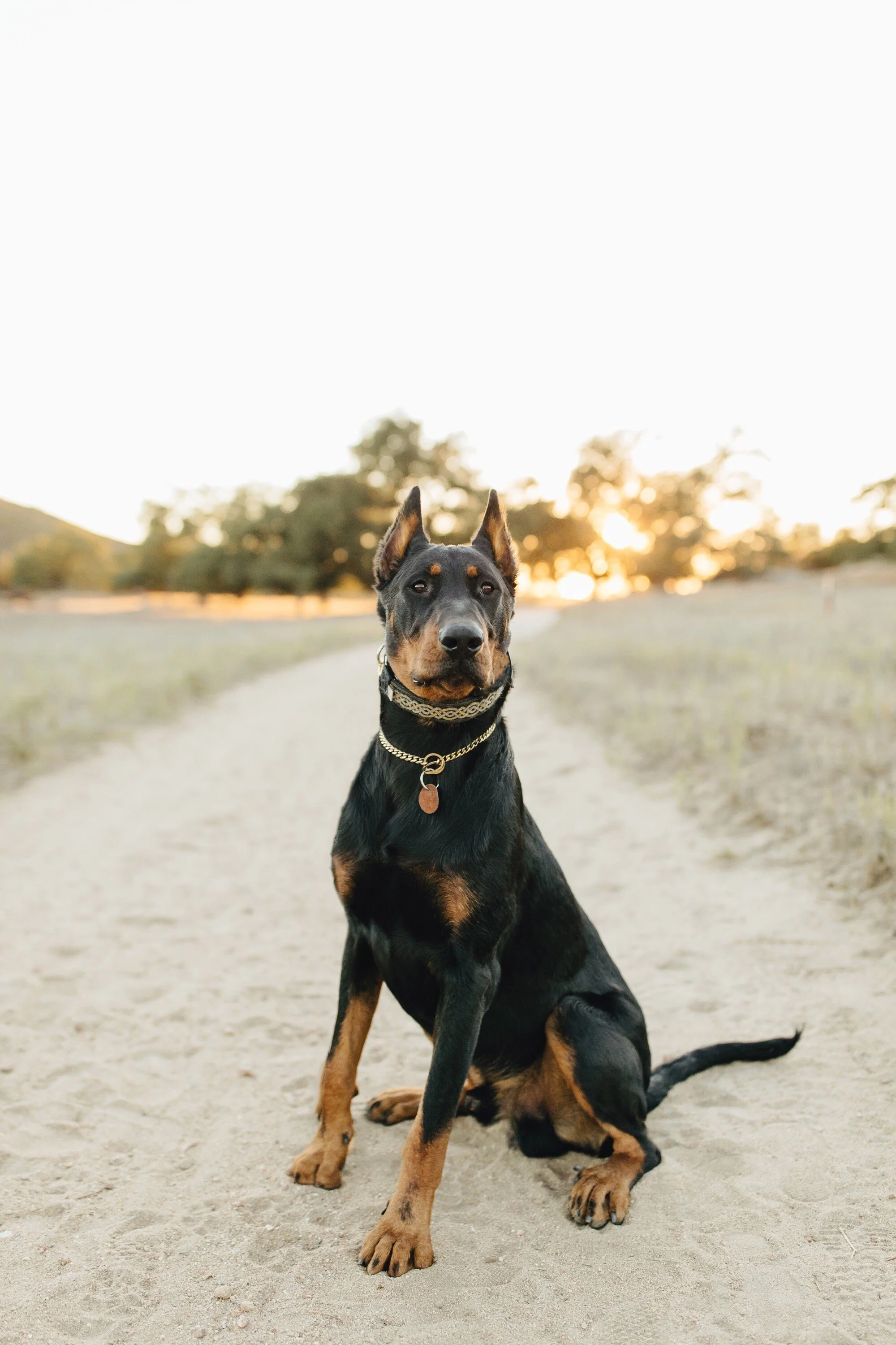 Beauceron Breeder located in San Diego, California
