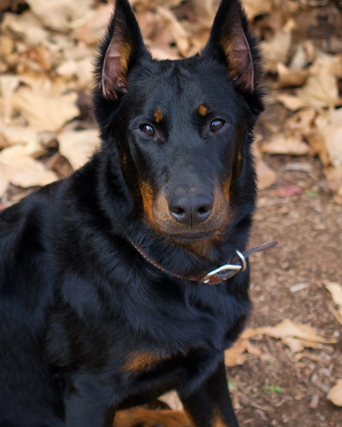 Beauceron Breeder located in San Diego, California. We breed