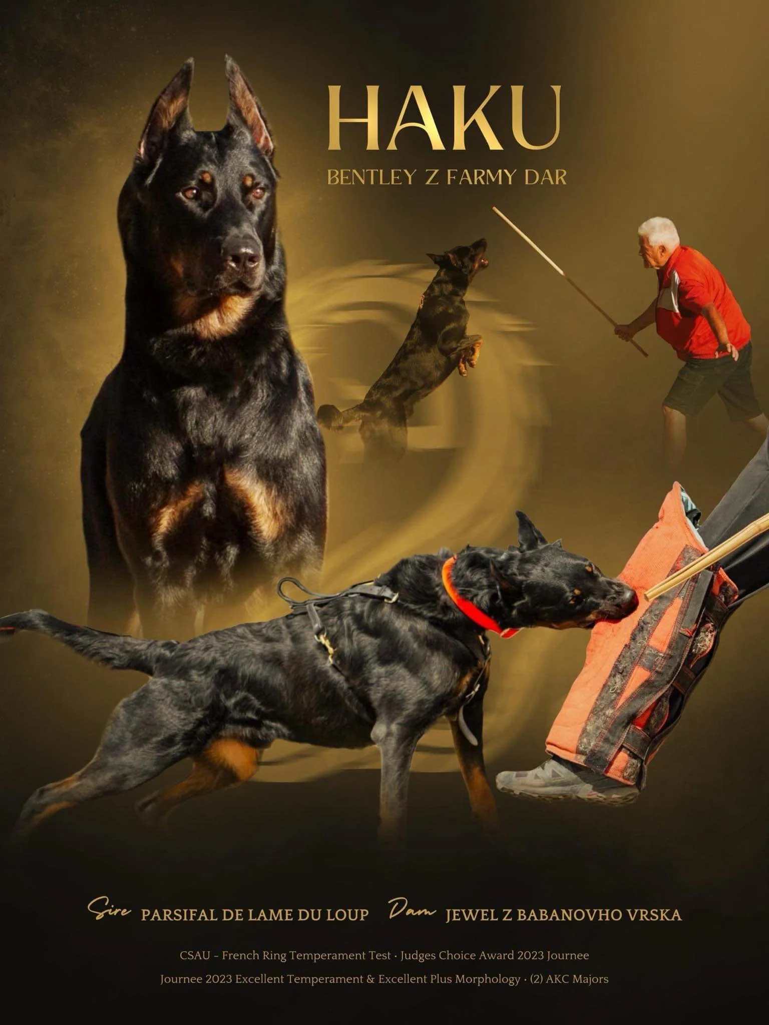Beauceron Breeder located in San Diego, California. AKC Registered