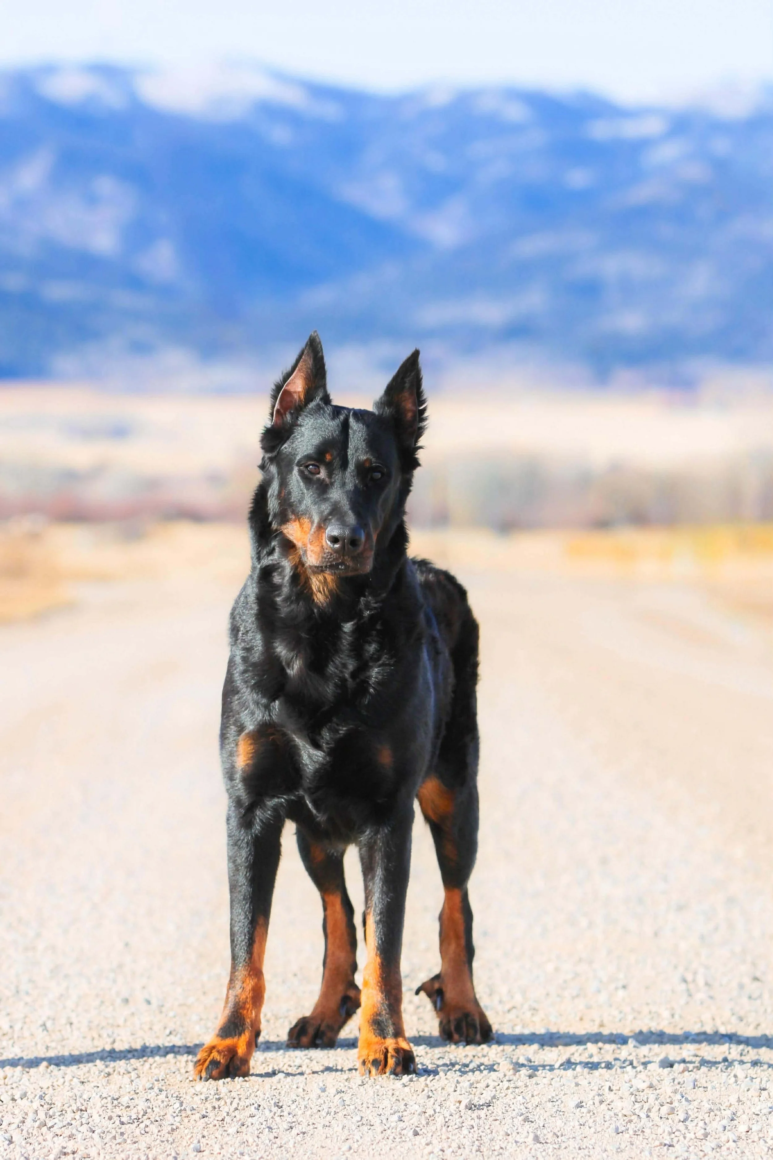 A black and tan dog standing on a gravel road with mountains in the background.