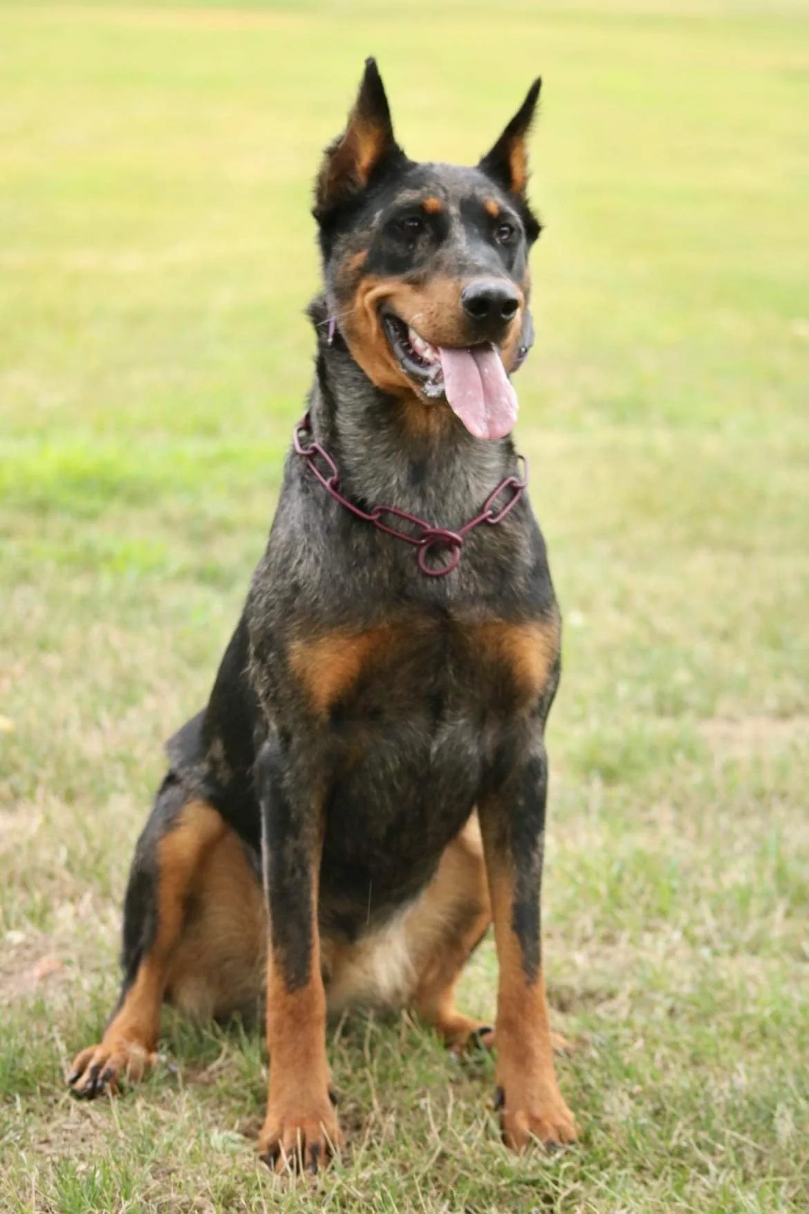 Beauceron Breeder located in San Diego, California. We breed specifically for well rounded