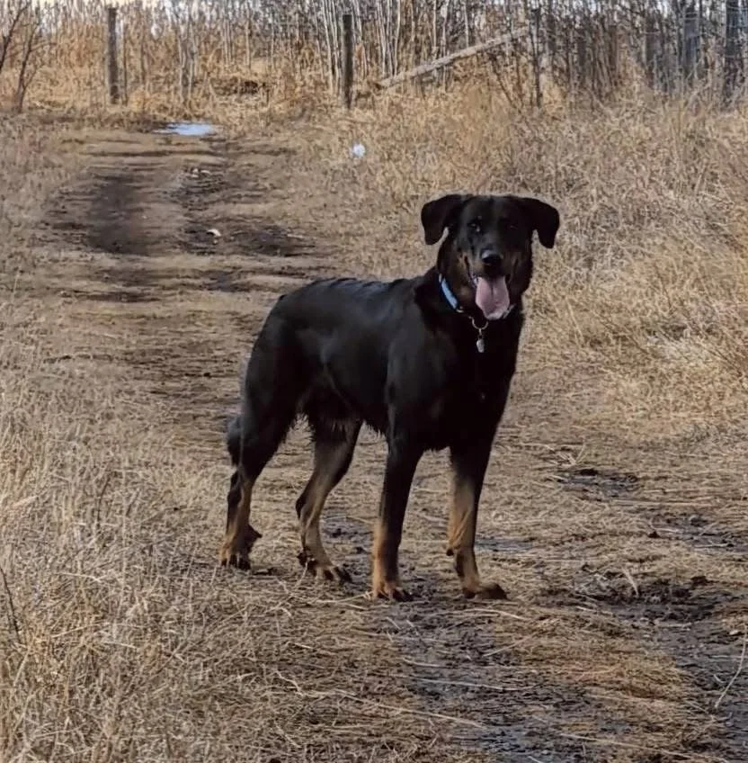 A black and brown beauceron in Canada standing on a dirt trail surrounded by tall, dry grass and trees in the background.