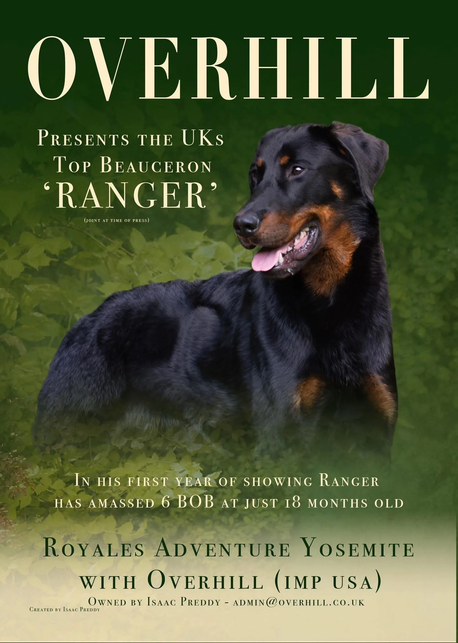 A black and tan beauceron dog sitting on a porch, wearing a vest labeled 'Service Dog' and 'Dragon', looking to the left.