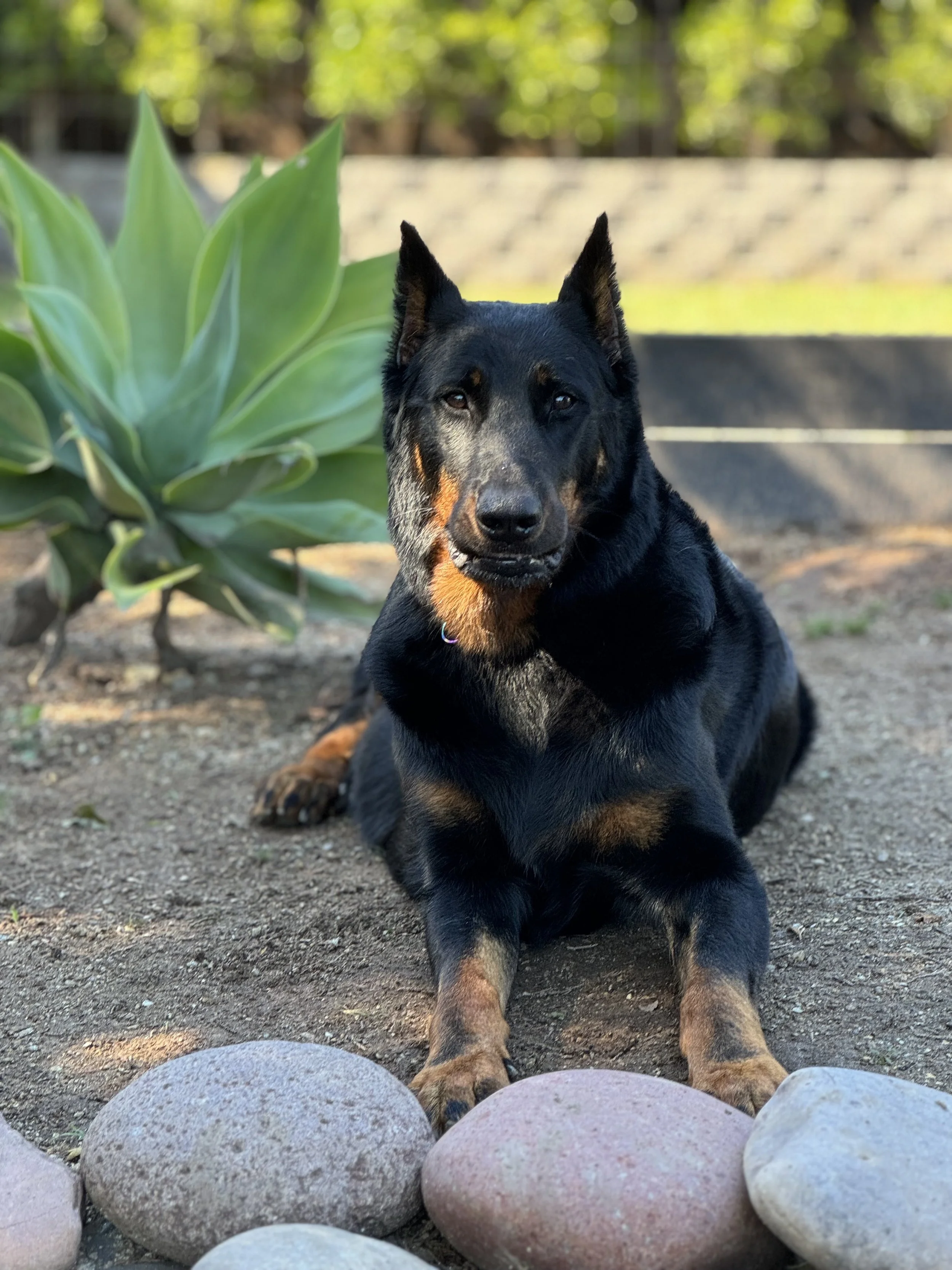 Beauceron Breeder located in San Diego, California. We breed